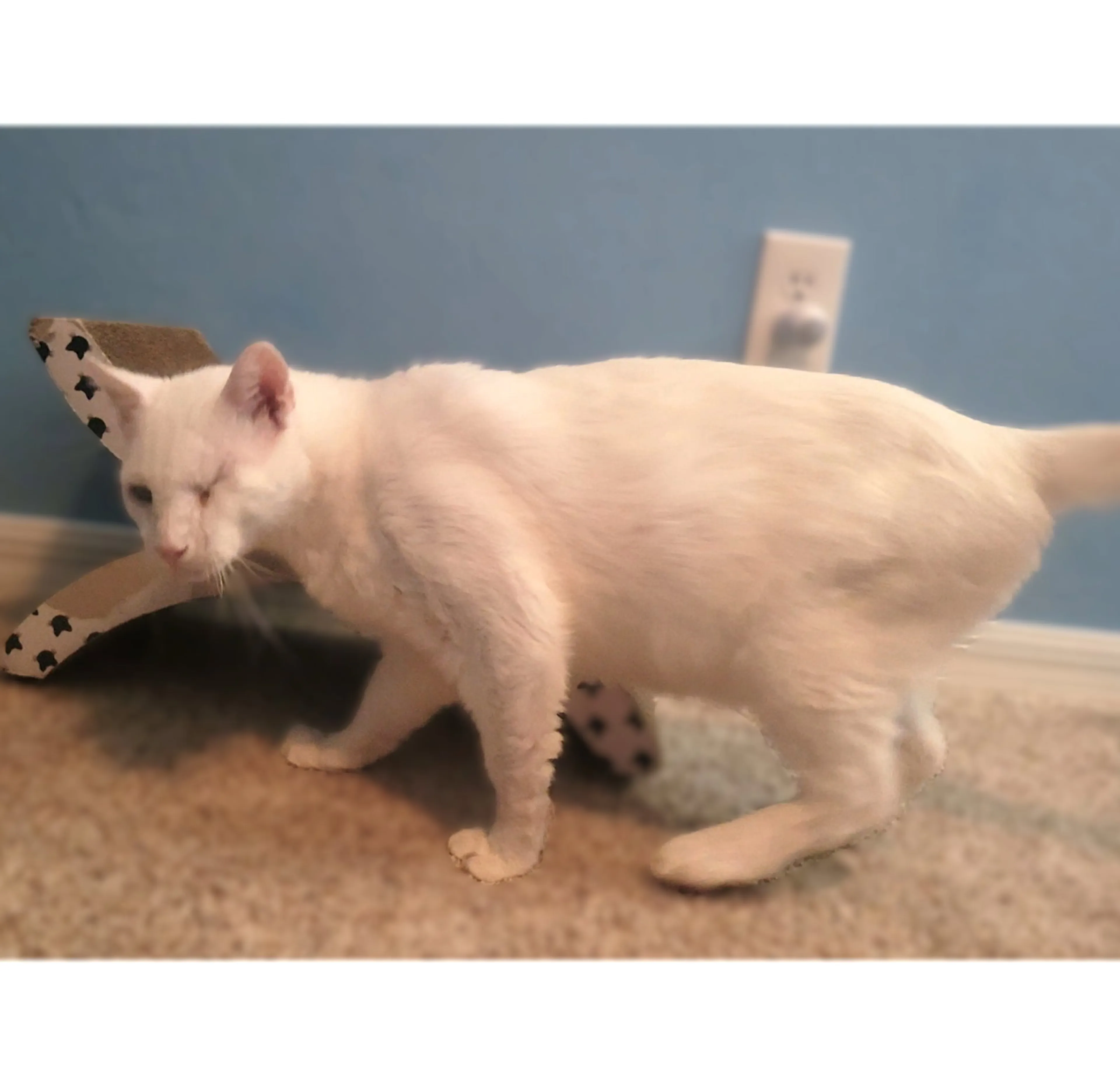 Found pet-1
