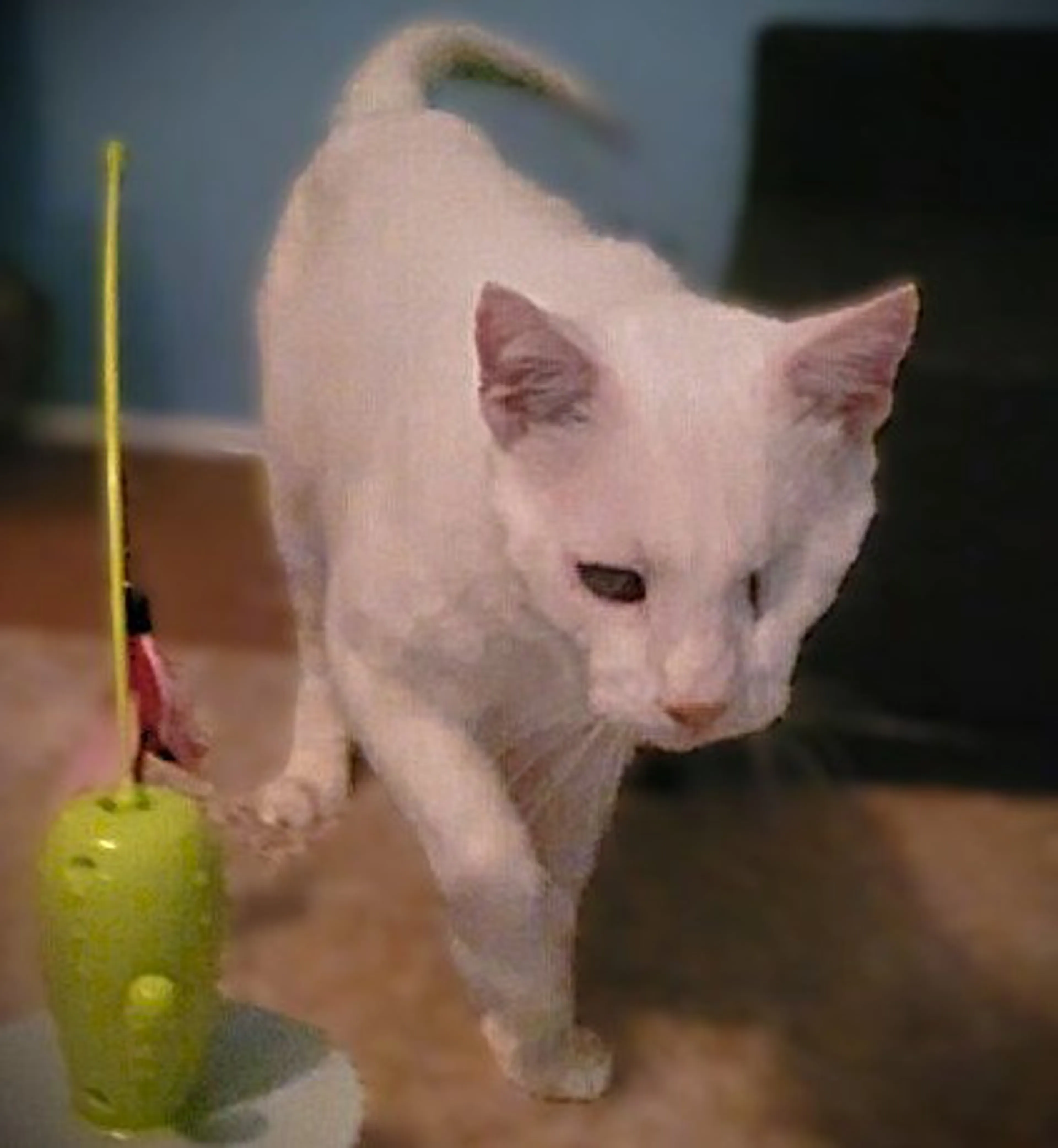 Found pet-2
