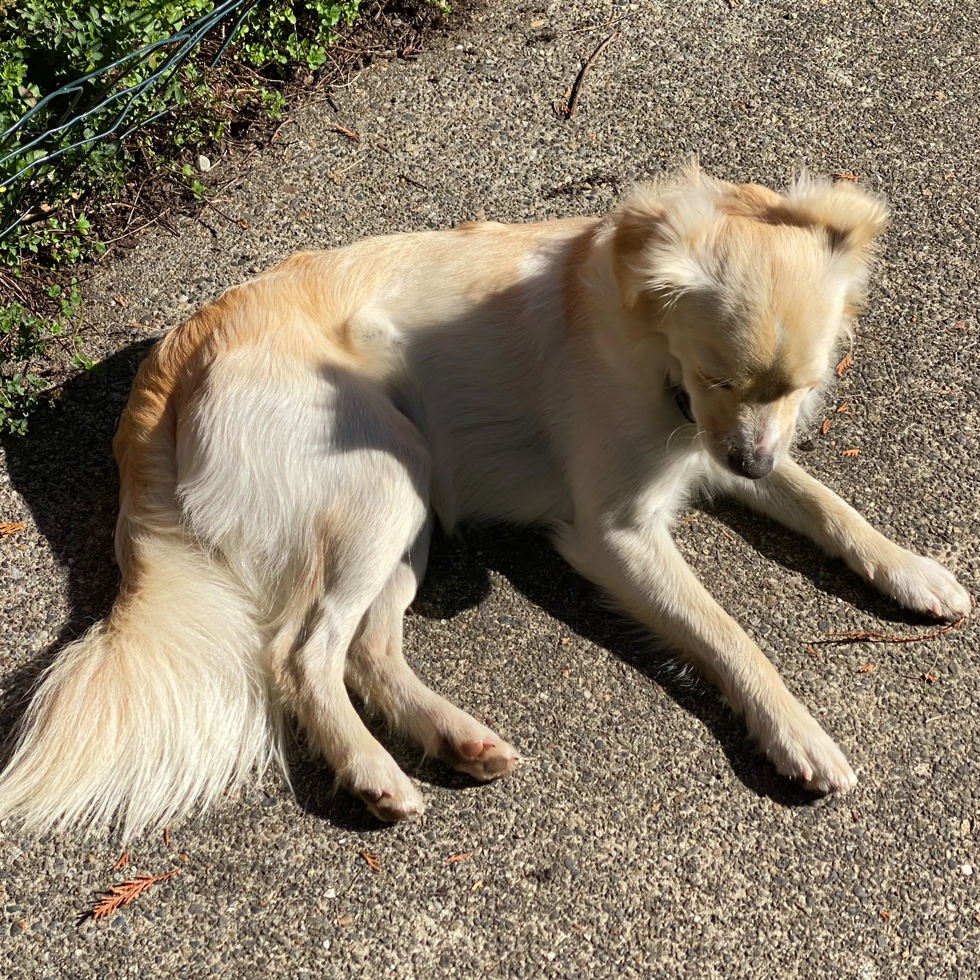 Lost pet-1