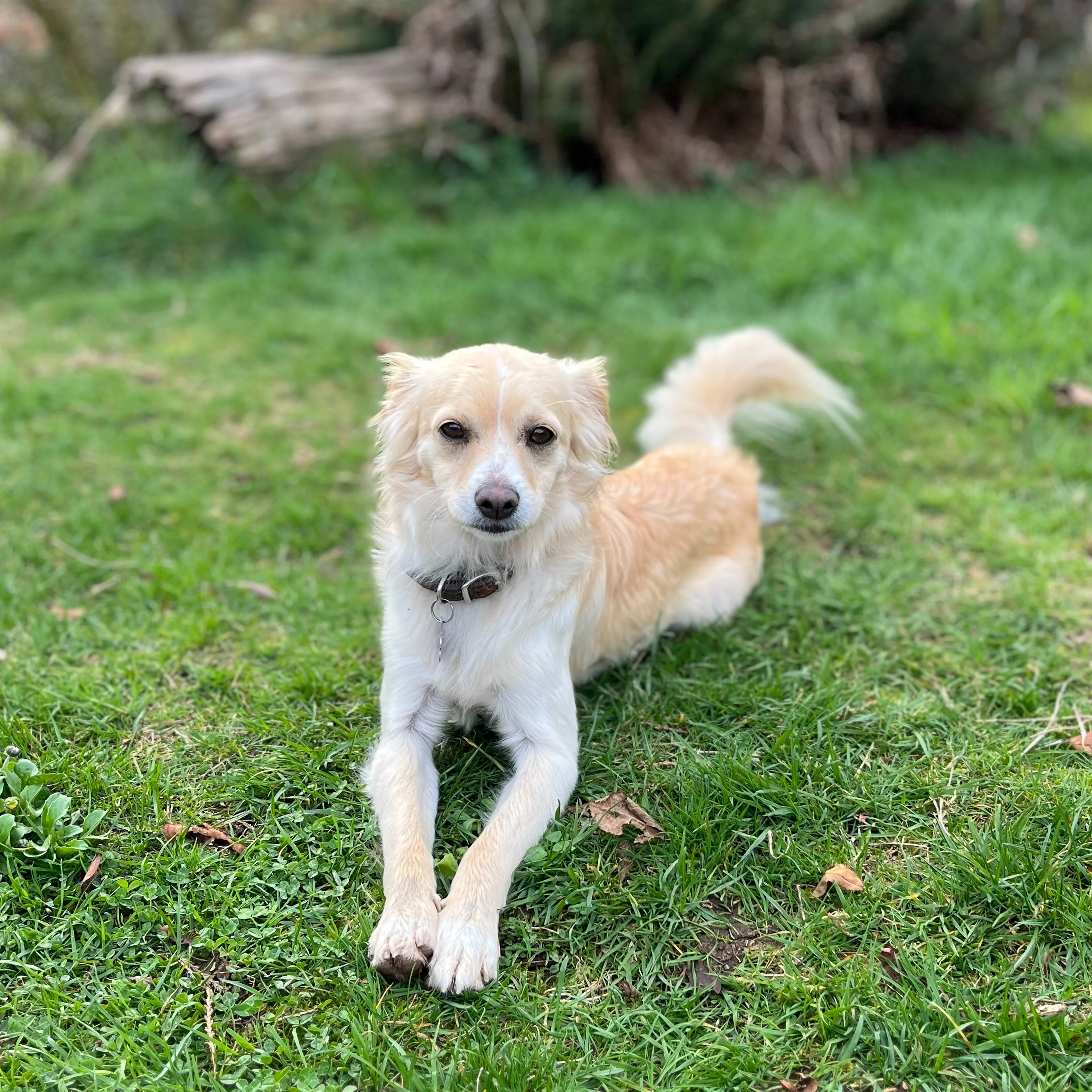 Lost pet-3