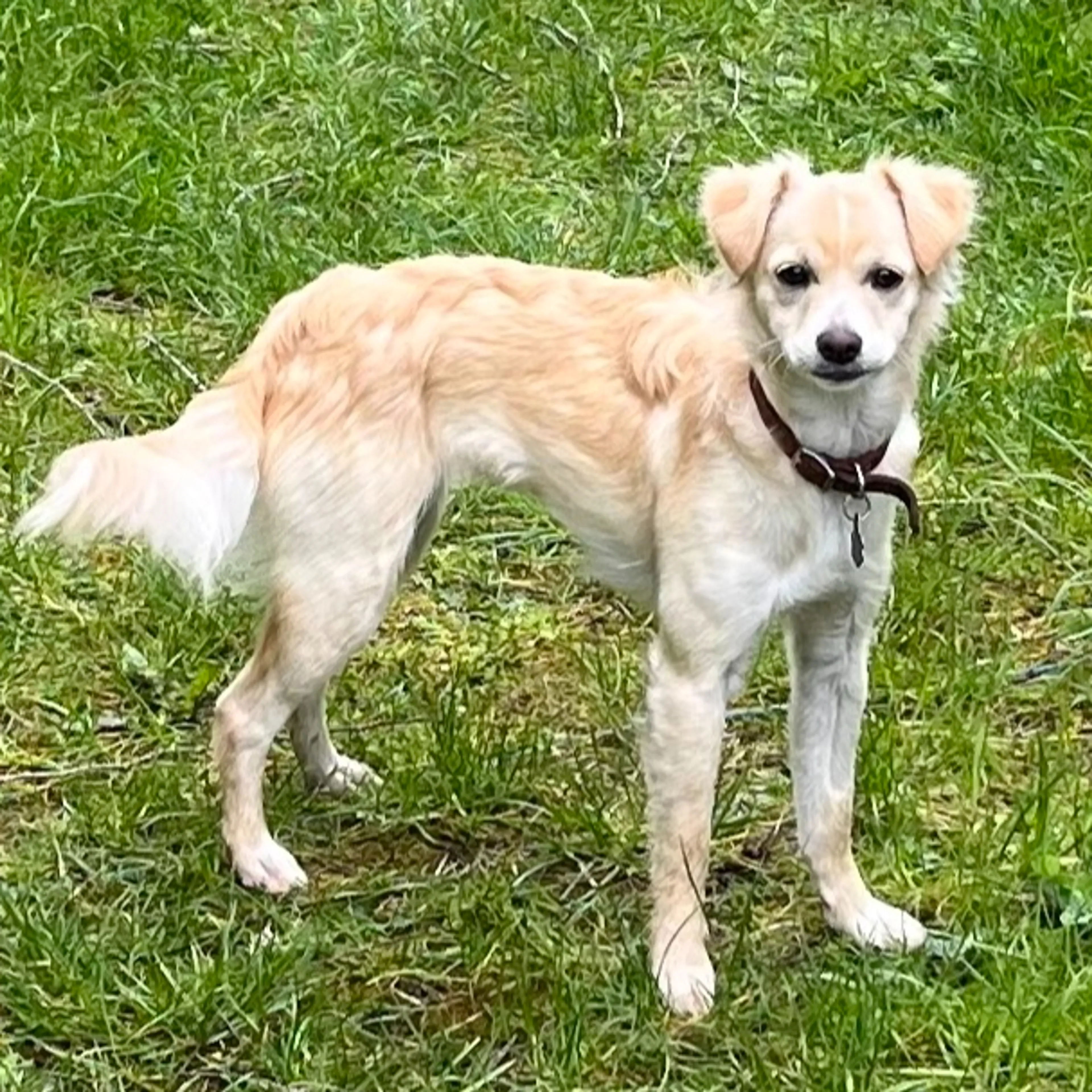 Lost pet-2
