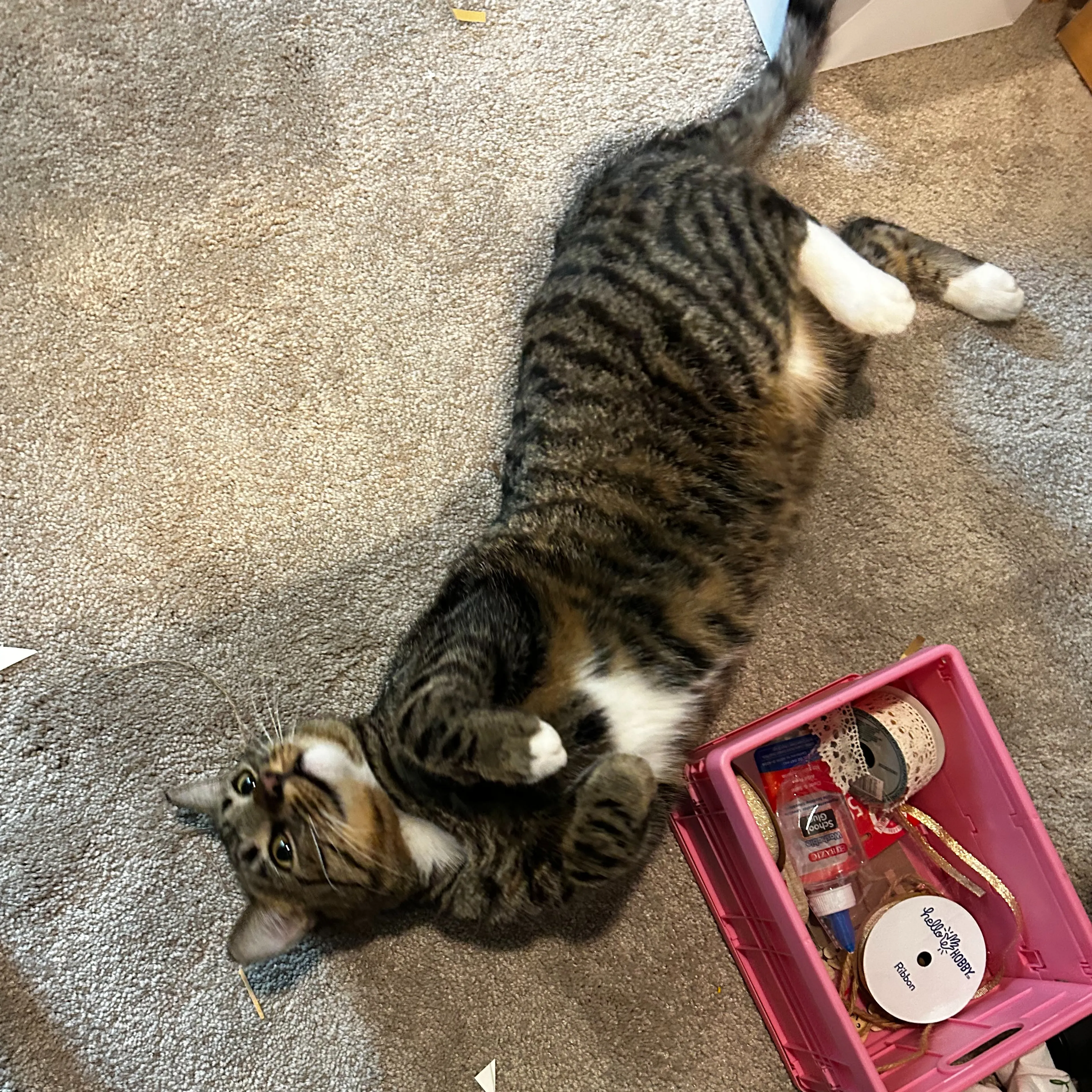 Lost pet-1