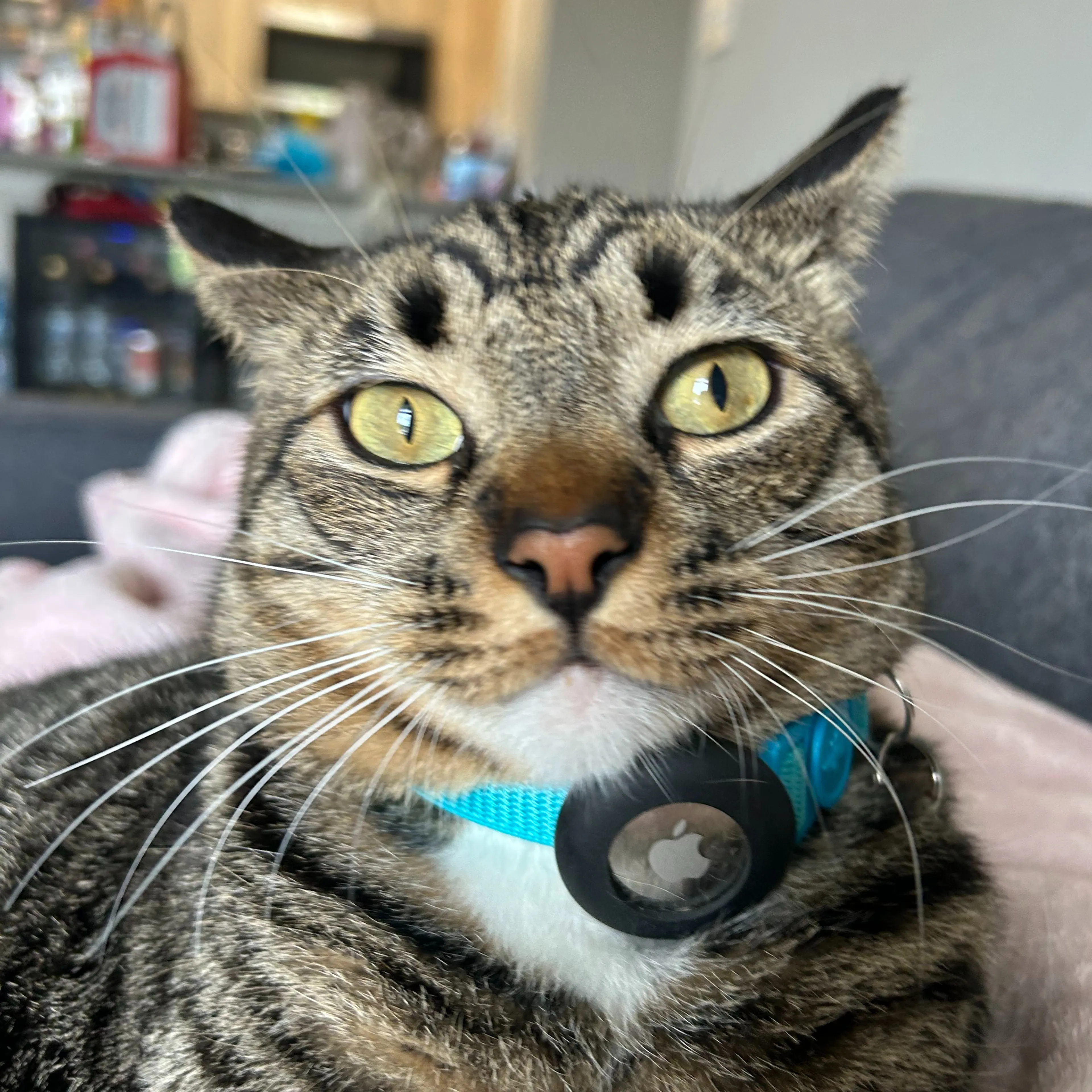 Lost pet-2
