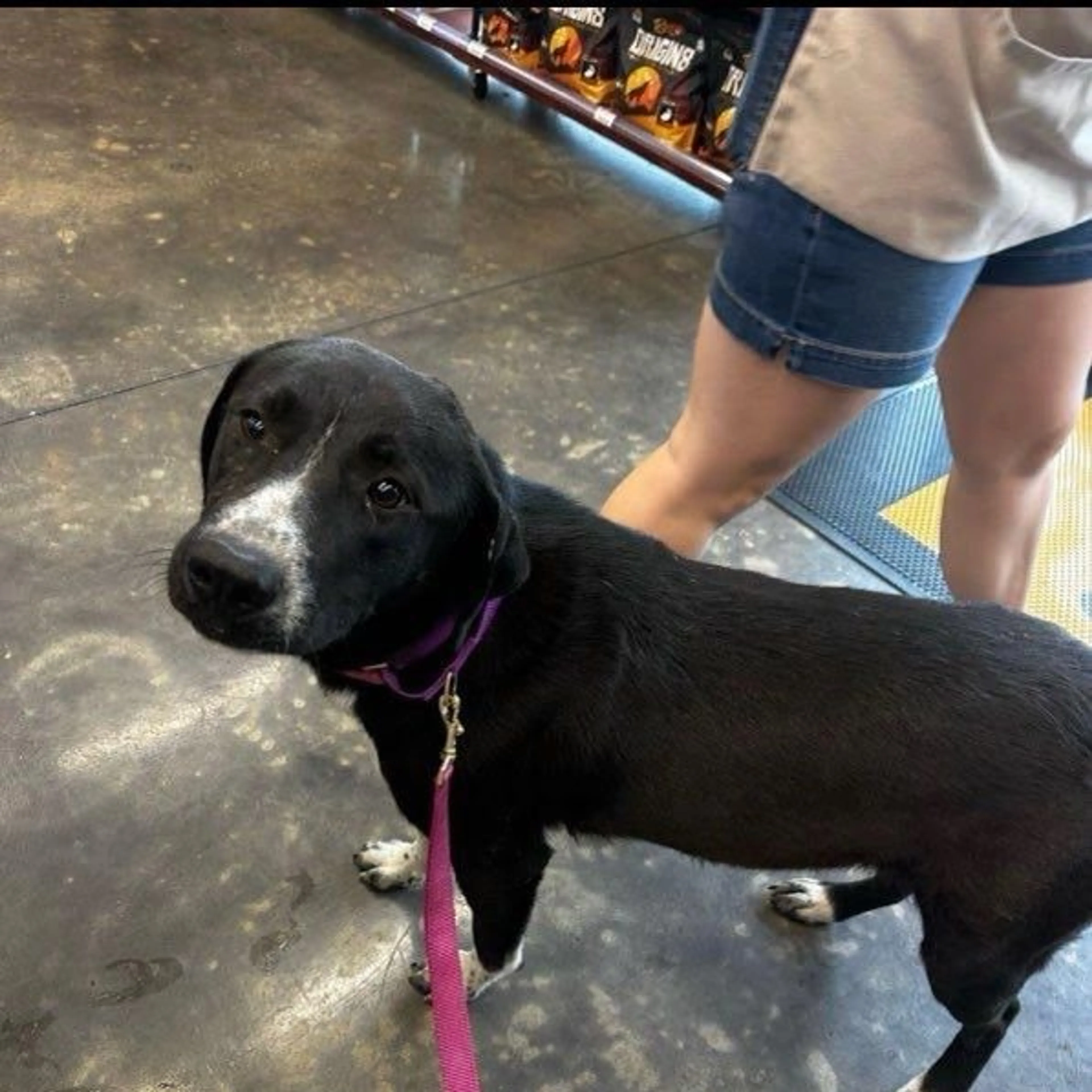 Found pet