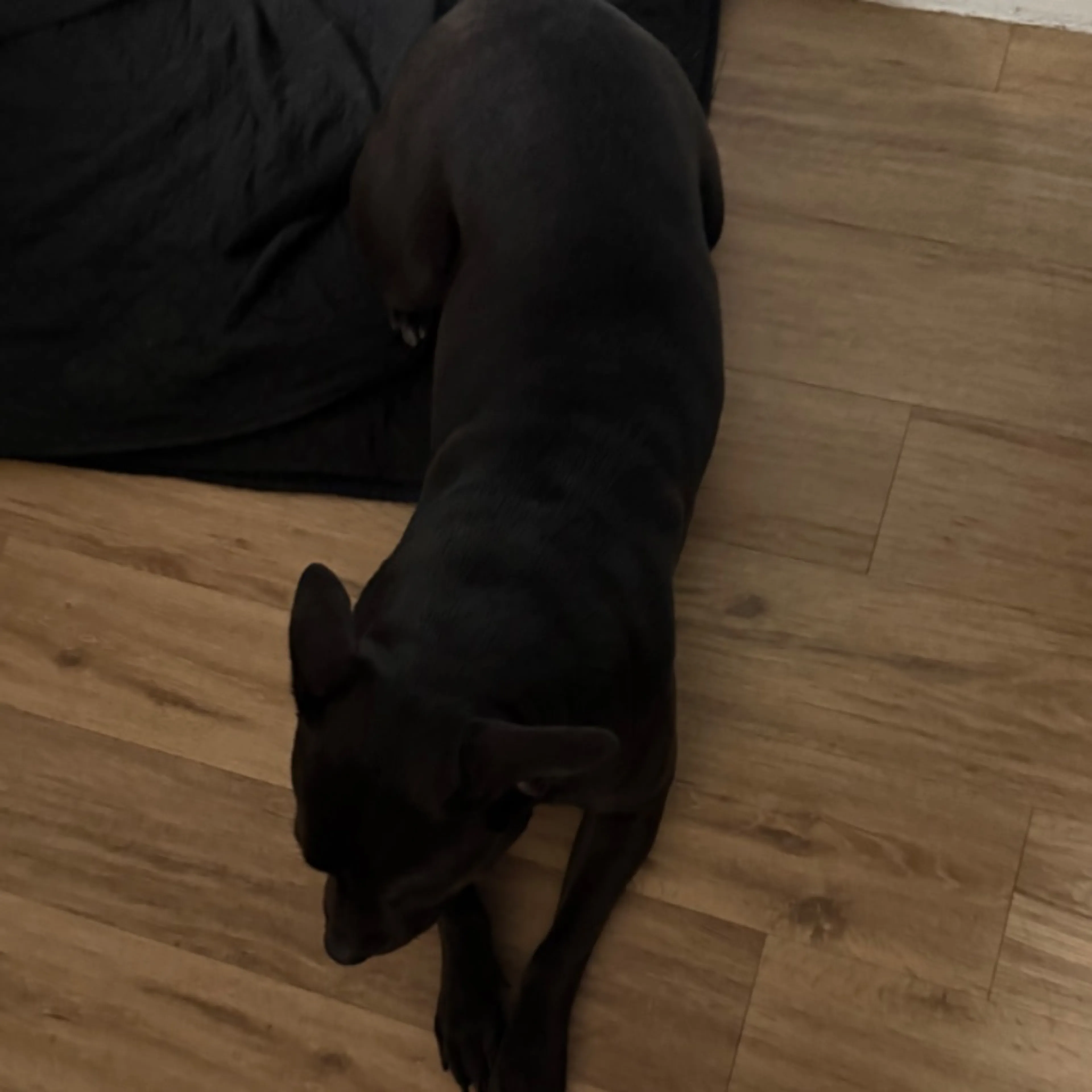 Found pet-0