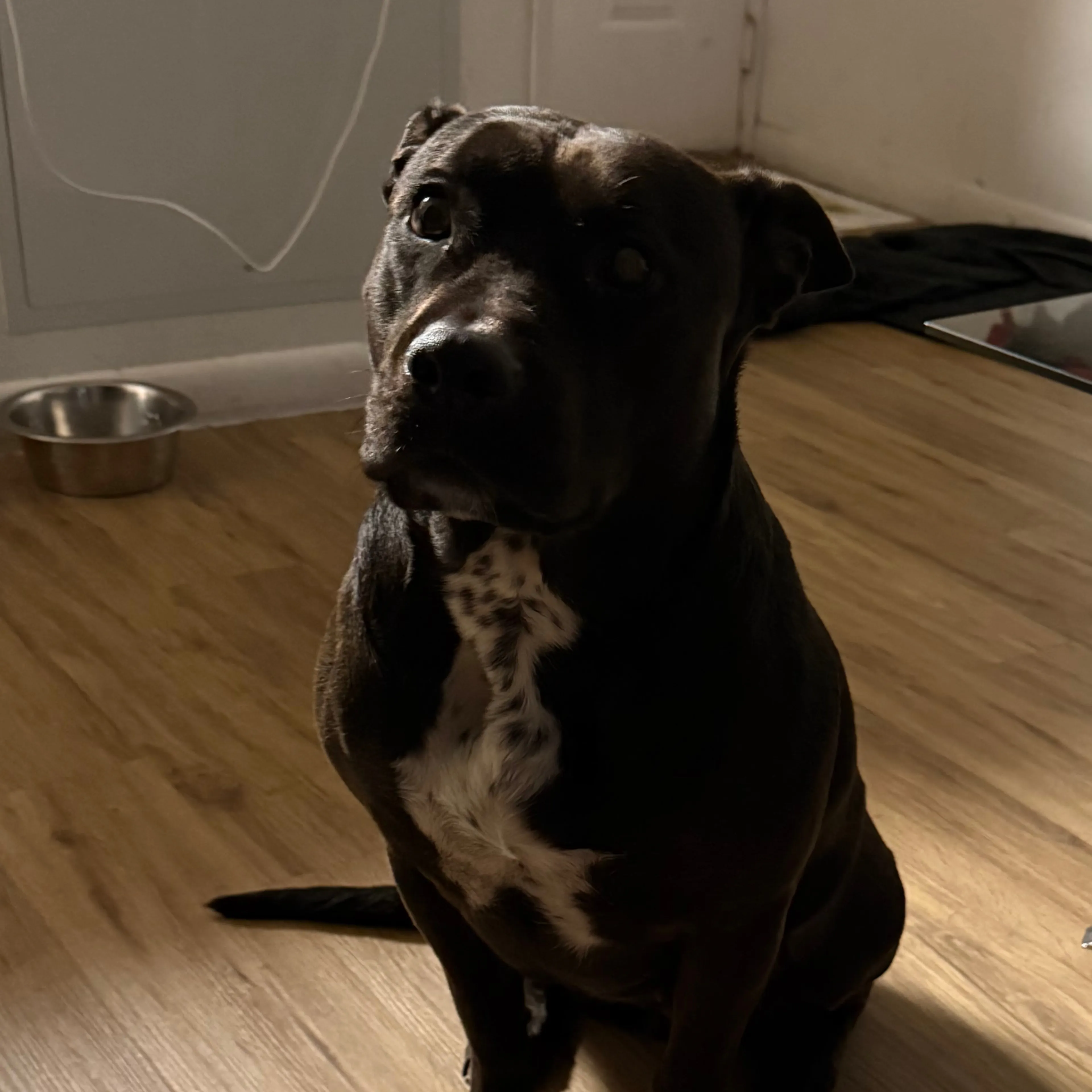 Found pet-2