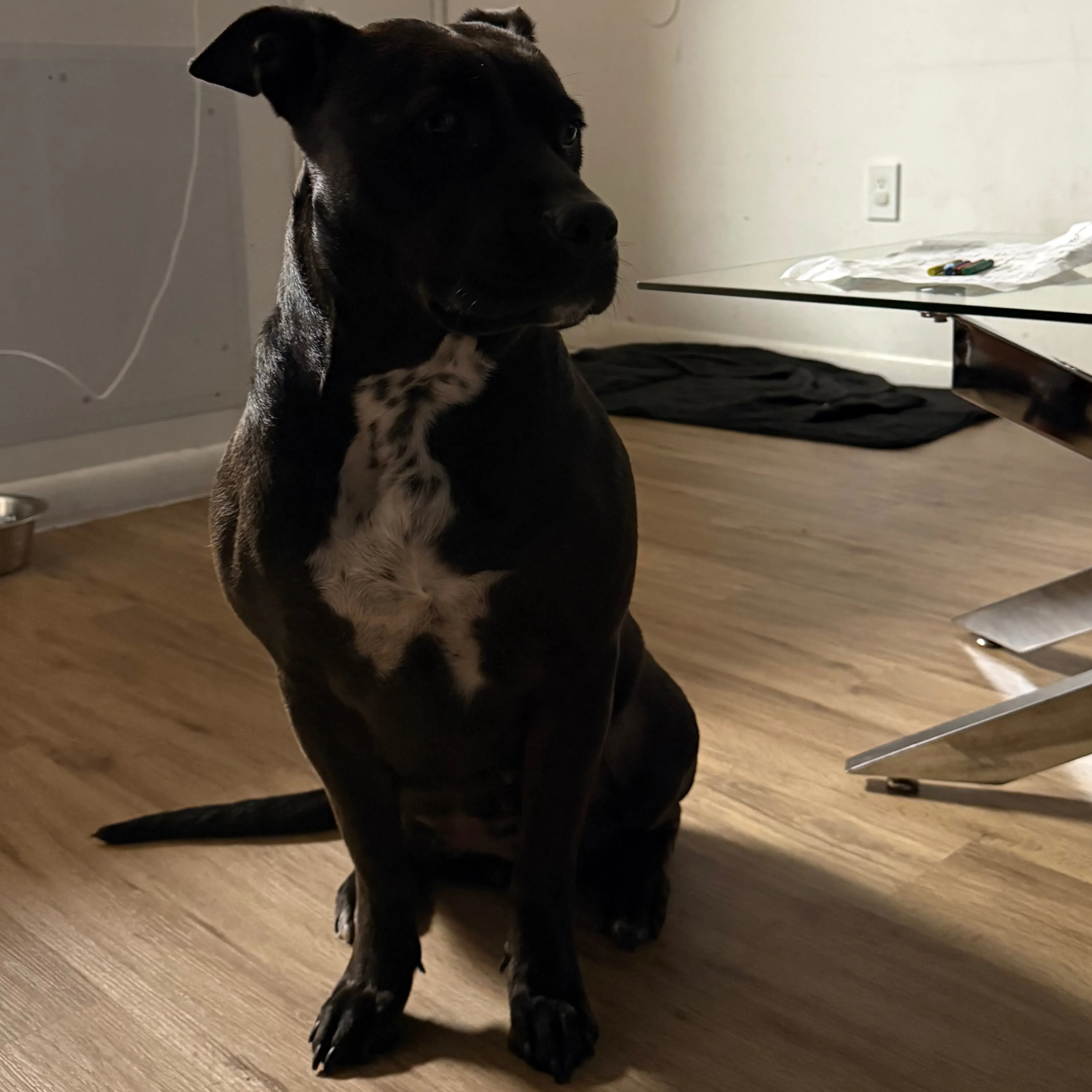 Found pet-1