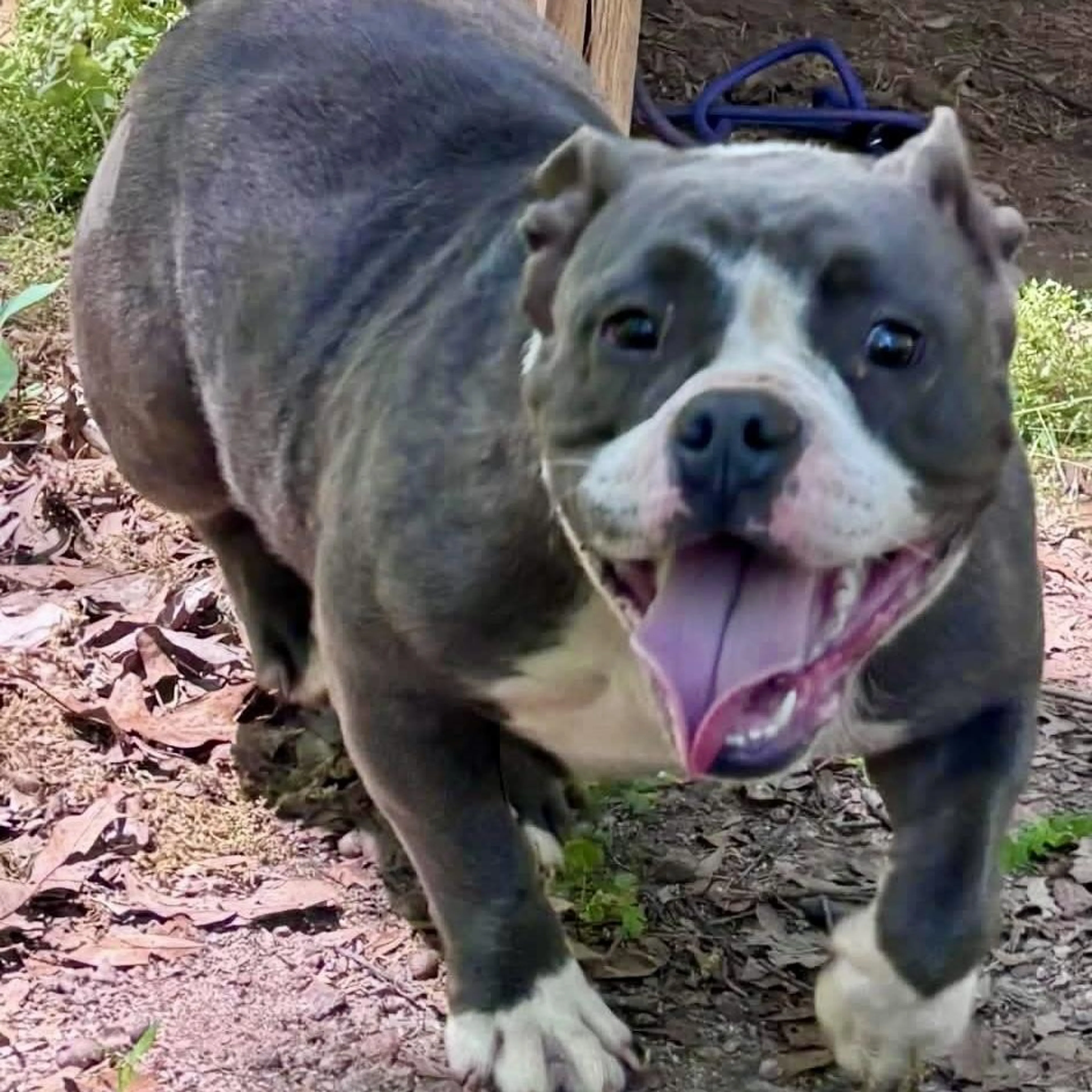 Found pet-1