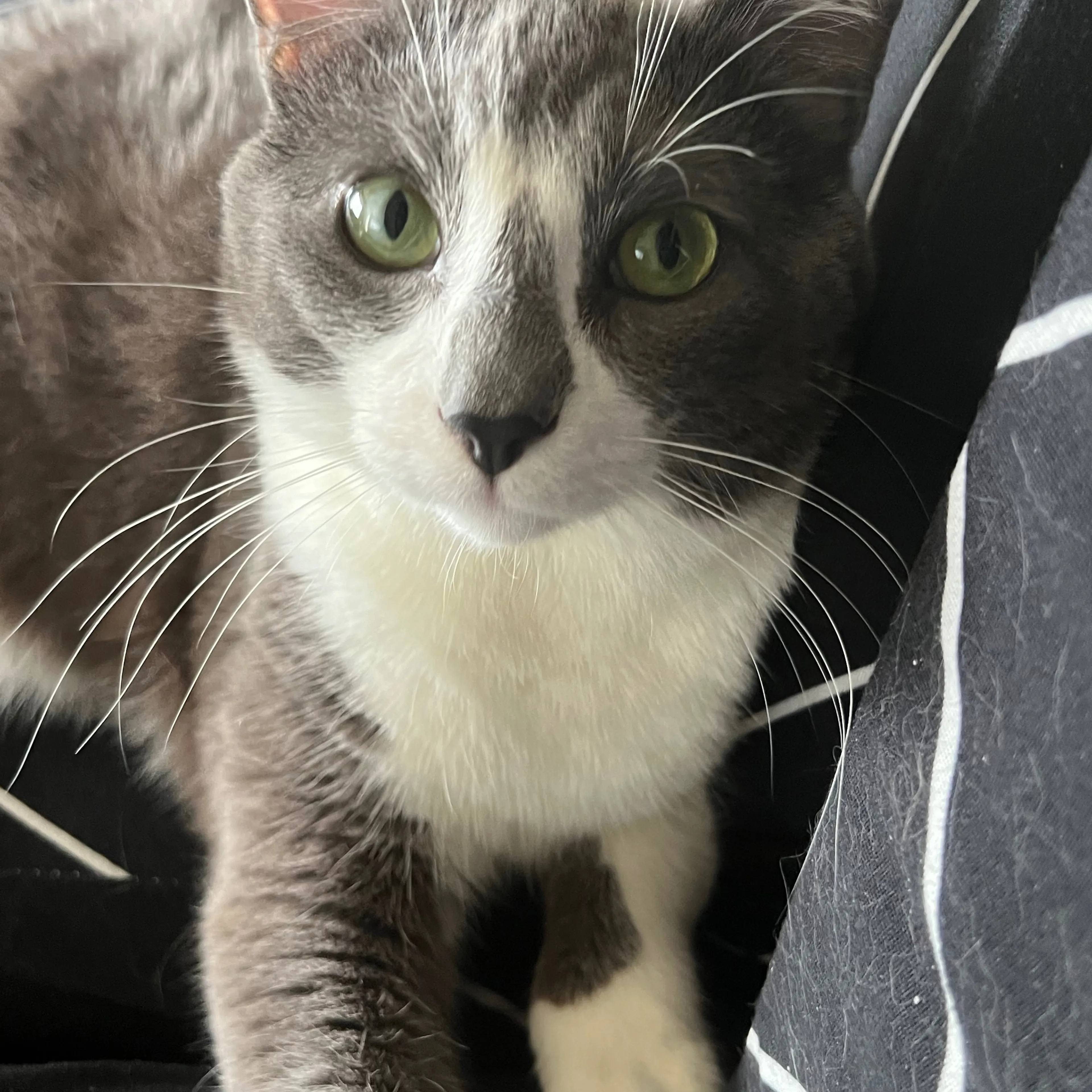 Lost pet-2