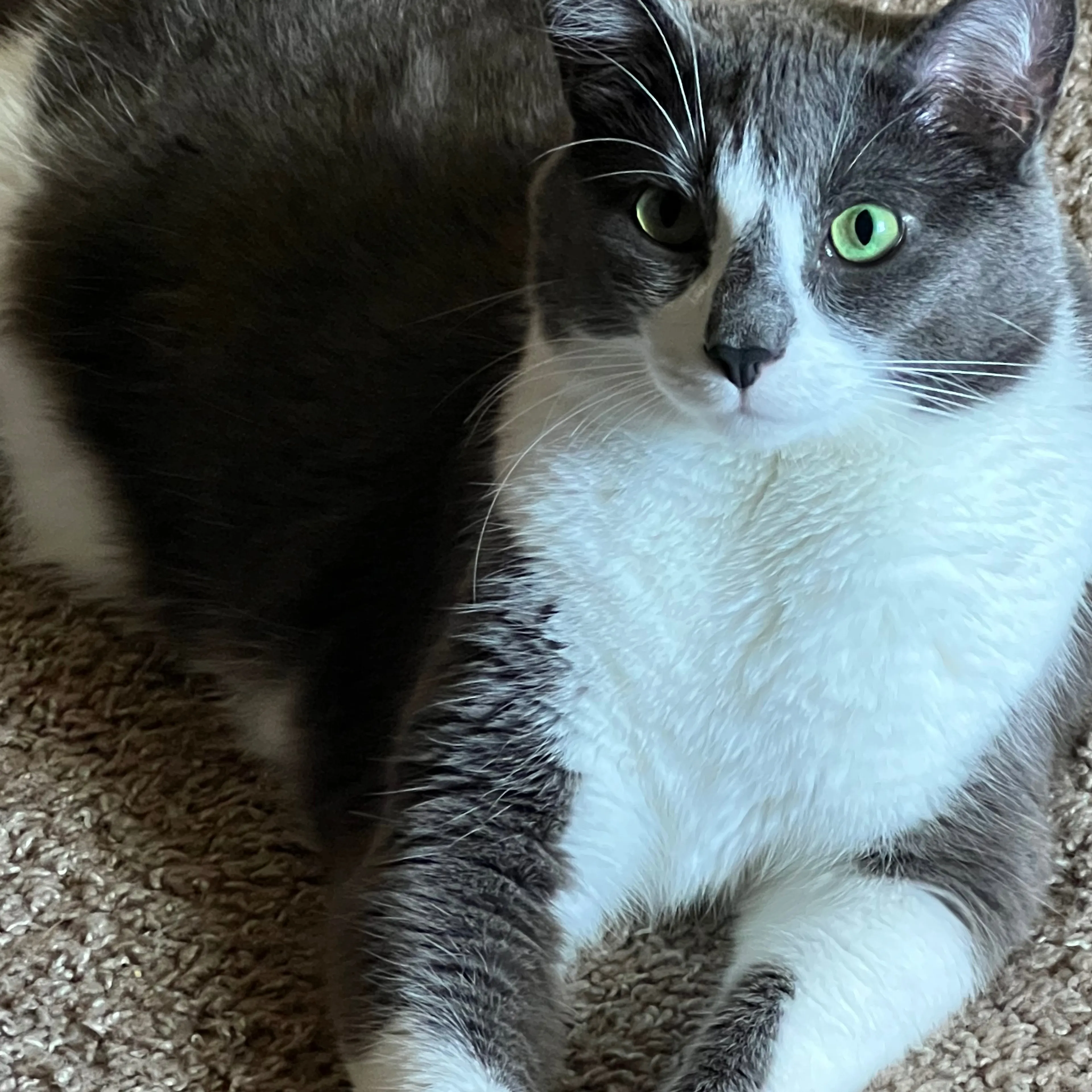 Lost pet-1