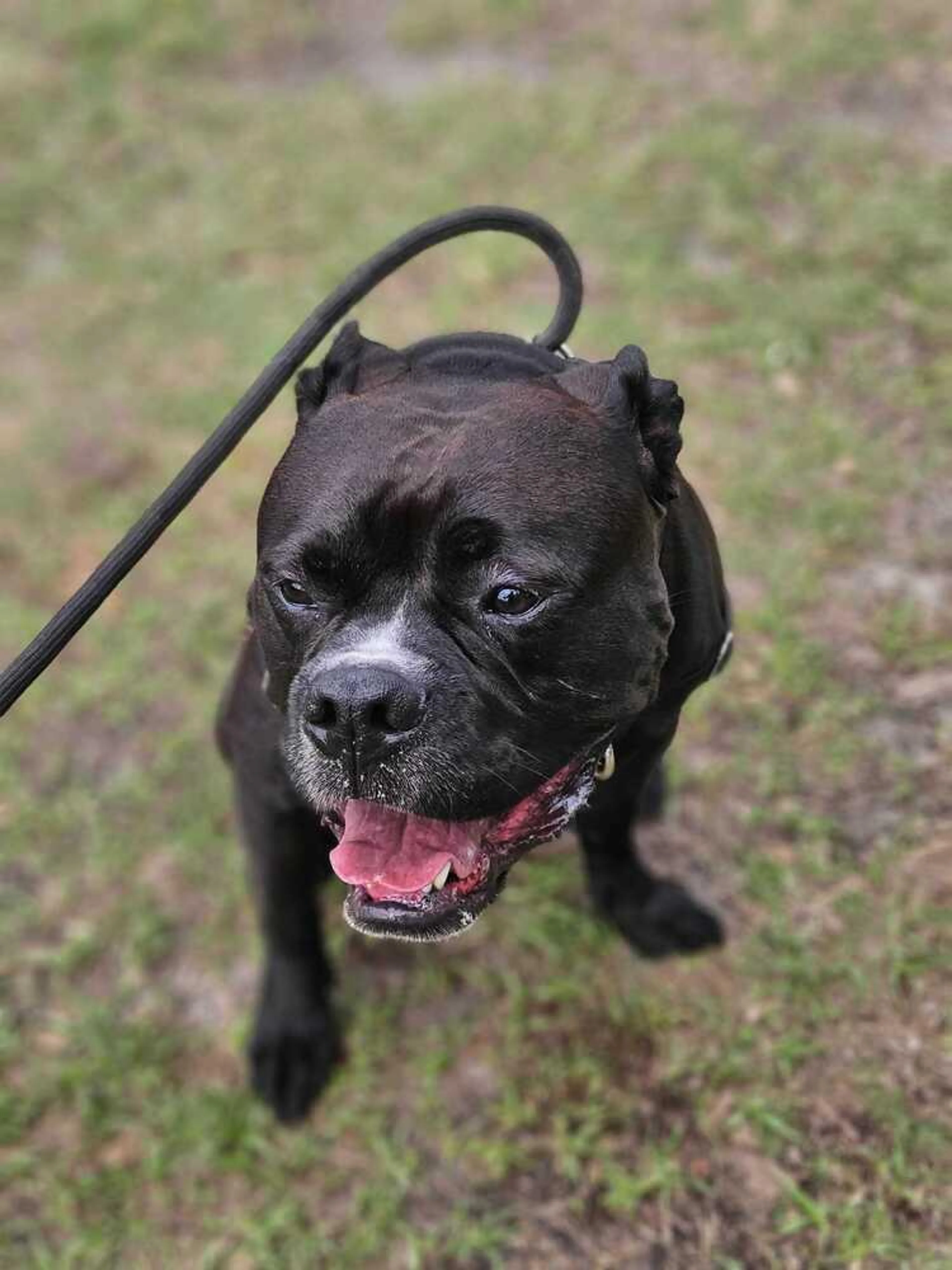 Found pet-4