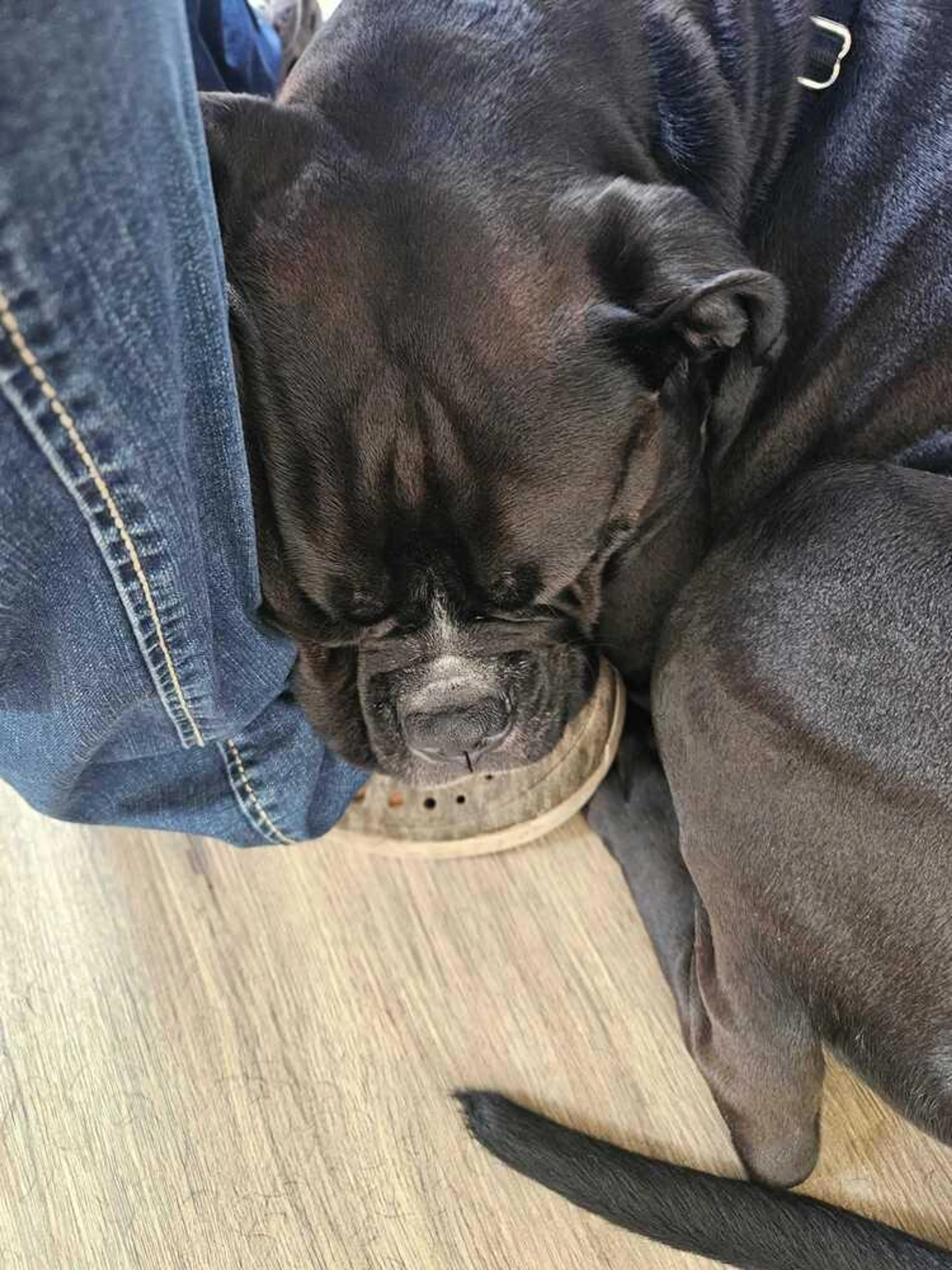 Found pet-0