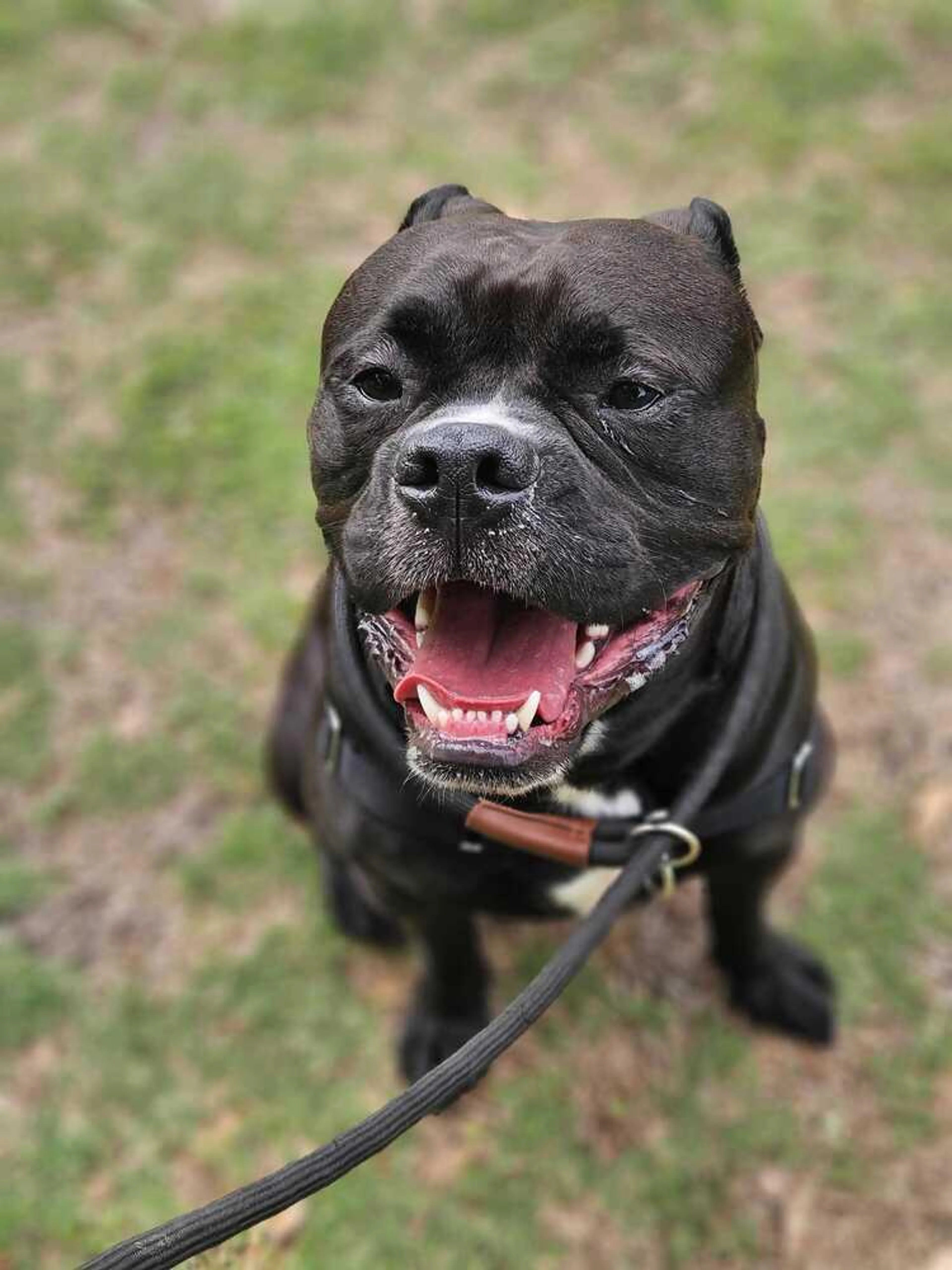 Found pet-1