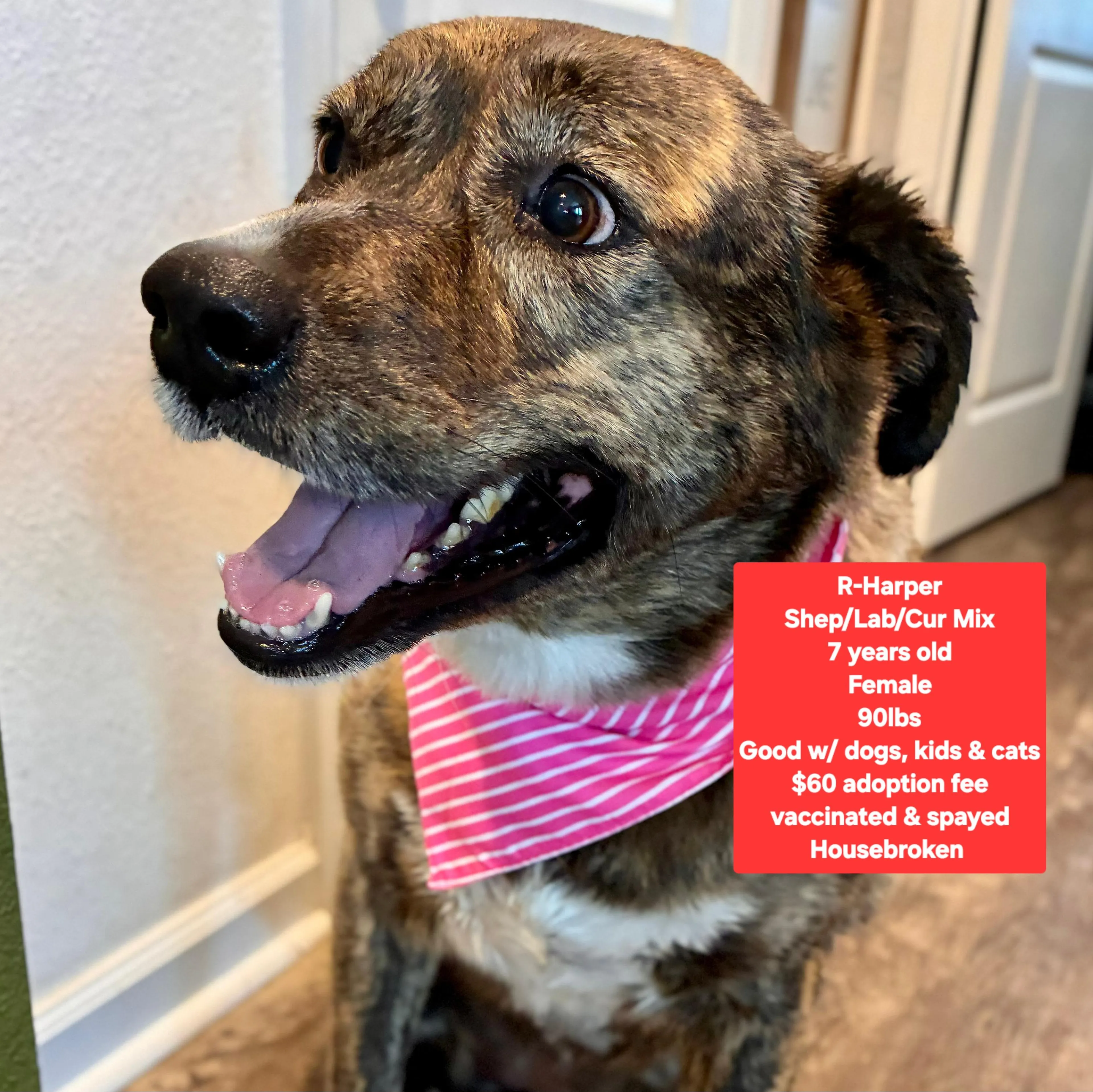 Found pet-1