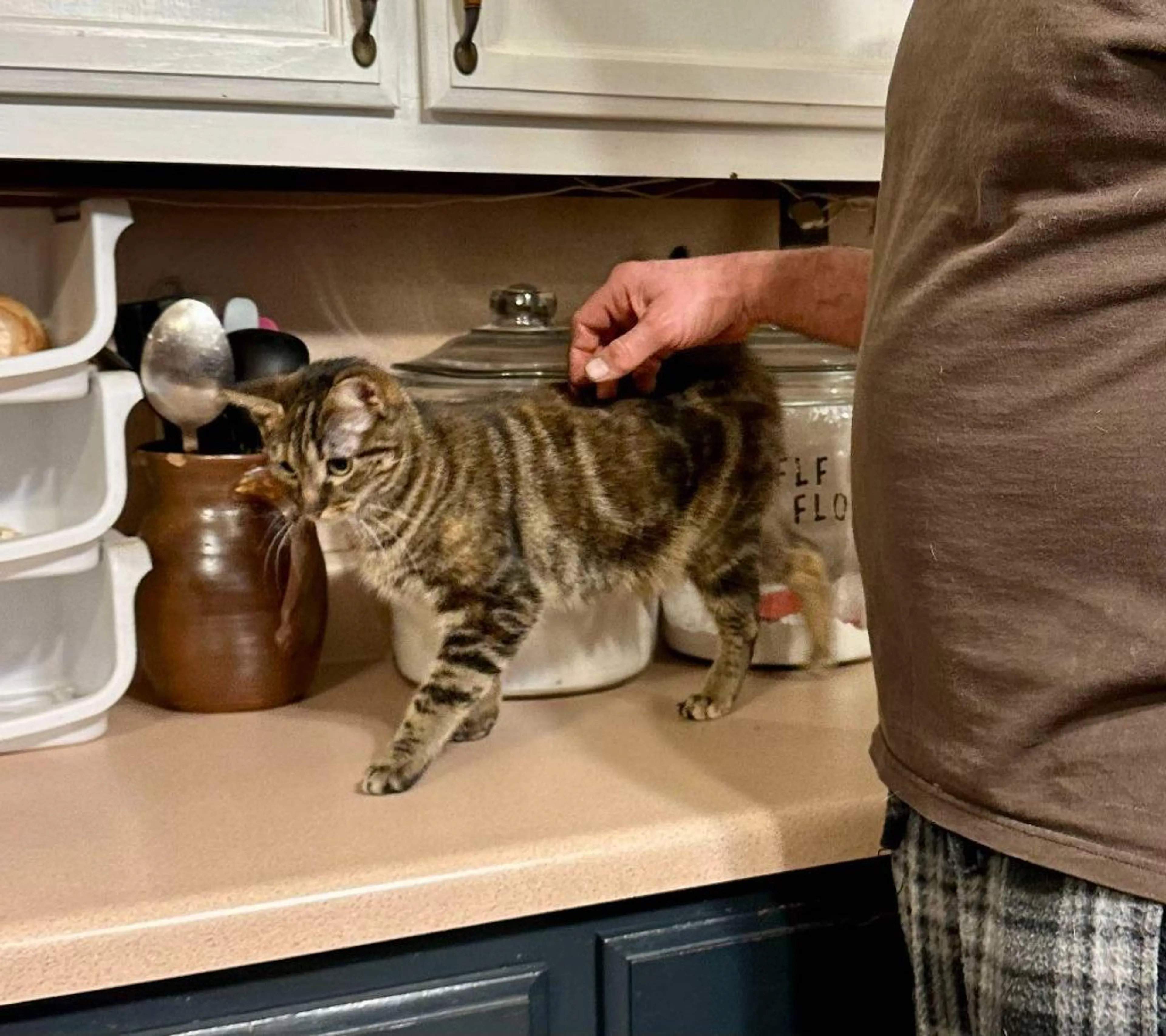 Found pet-4