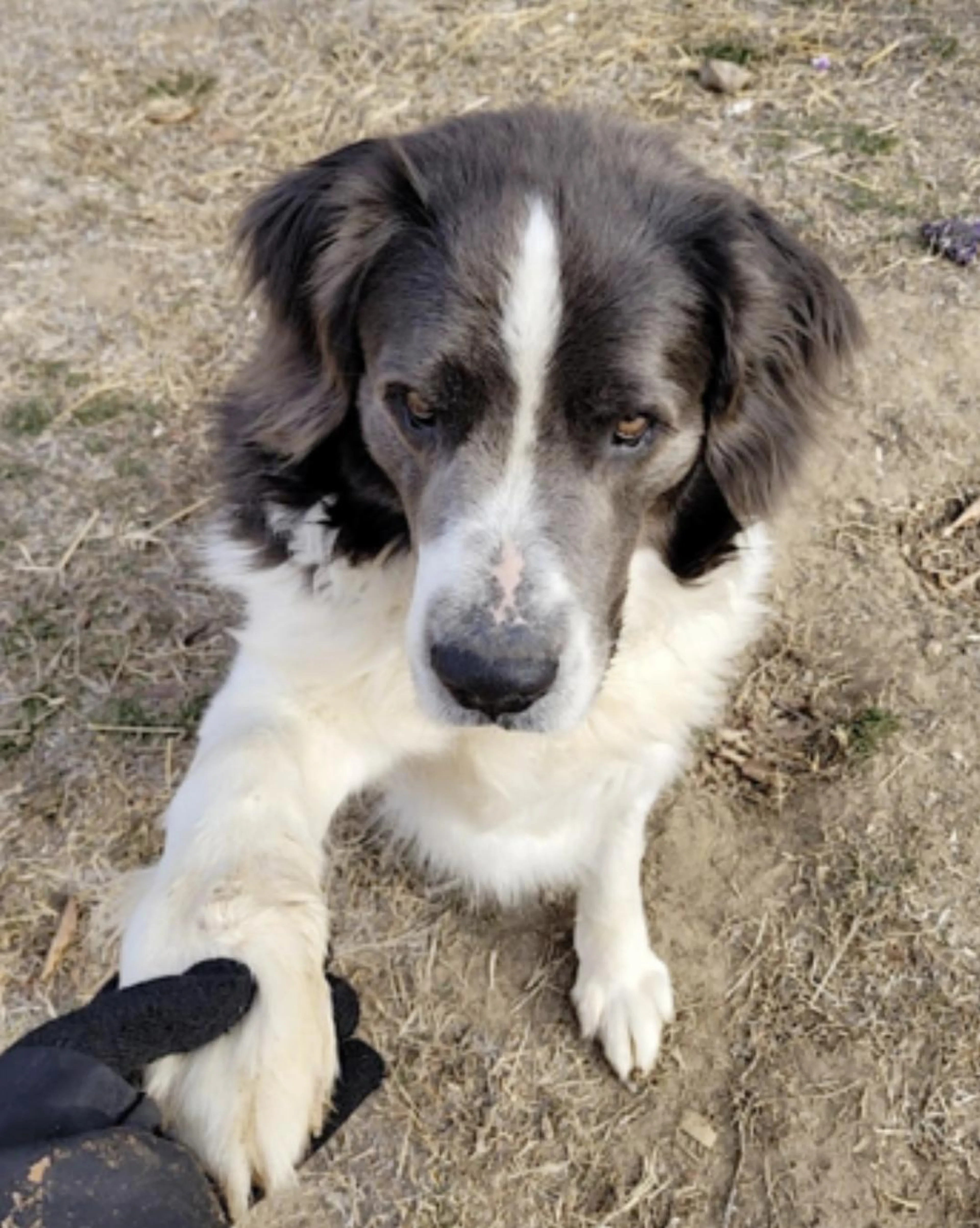 Found pet-1
