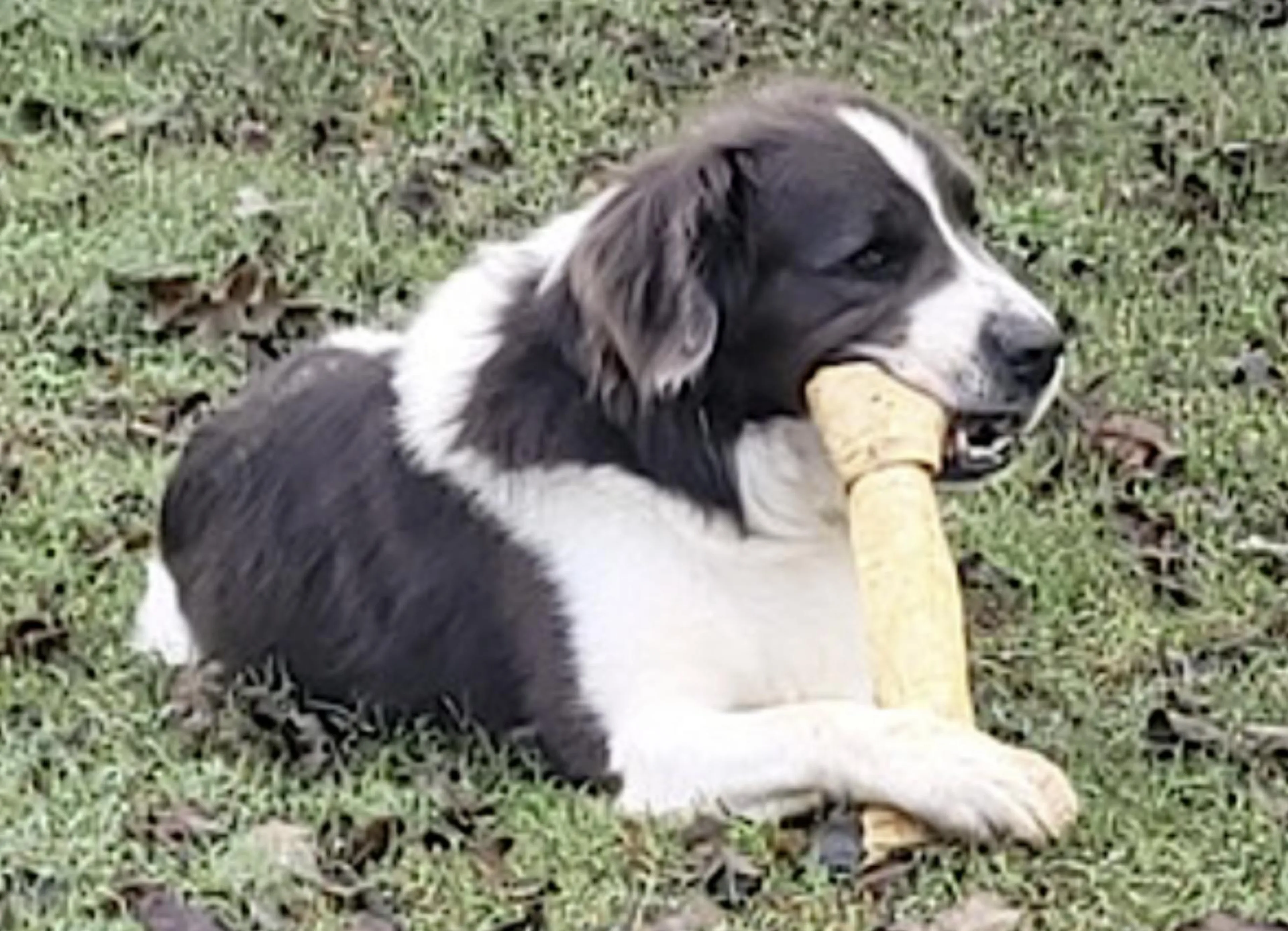 Found pet-4