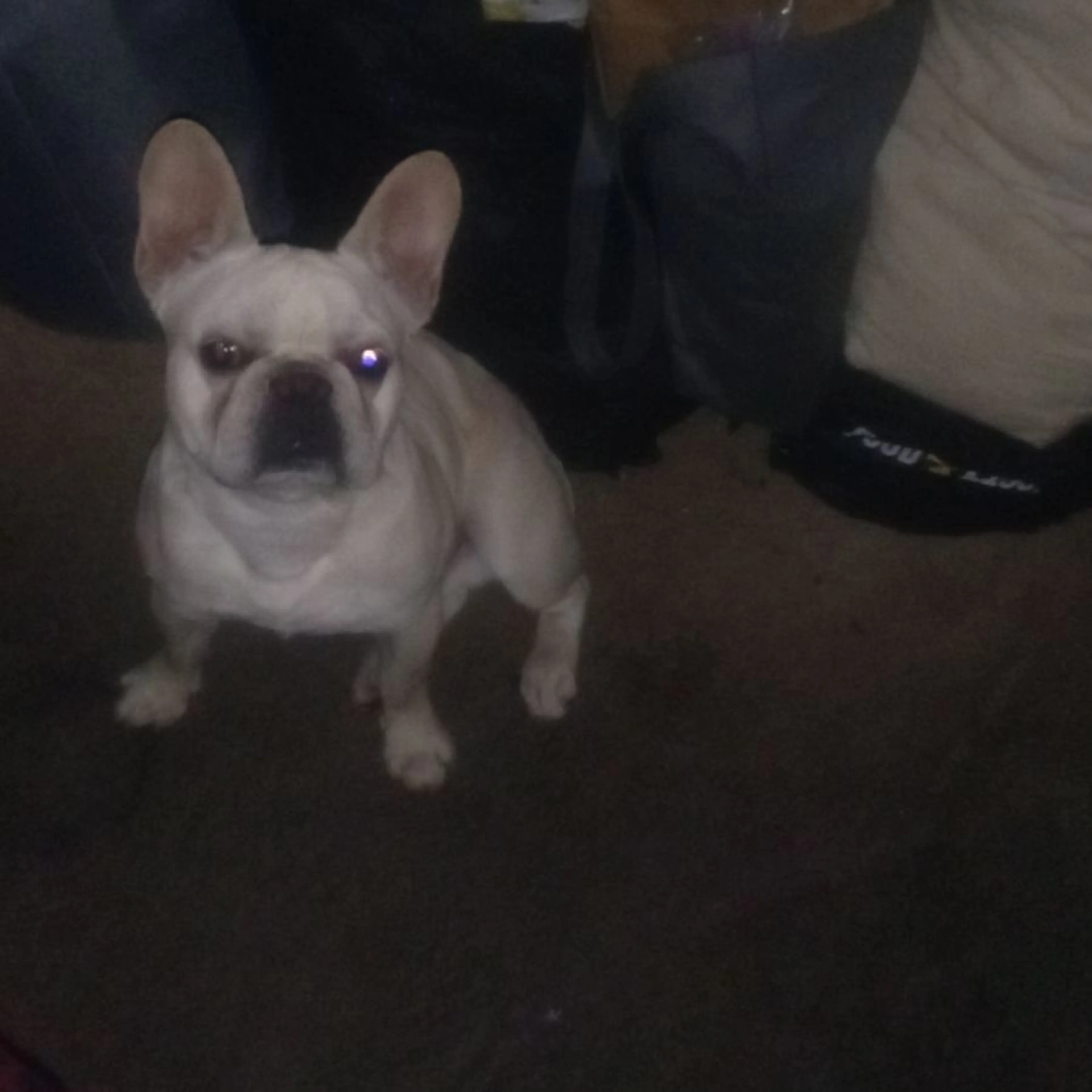 Found pet