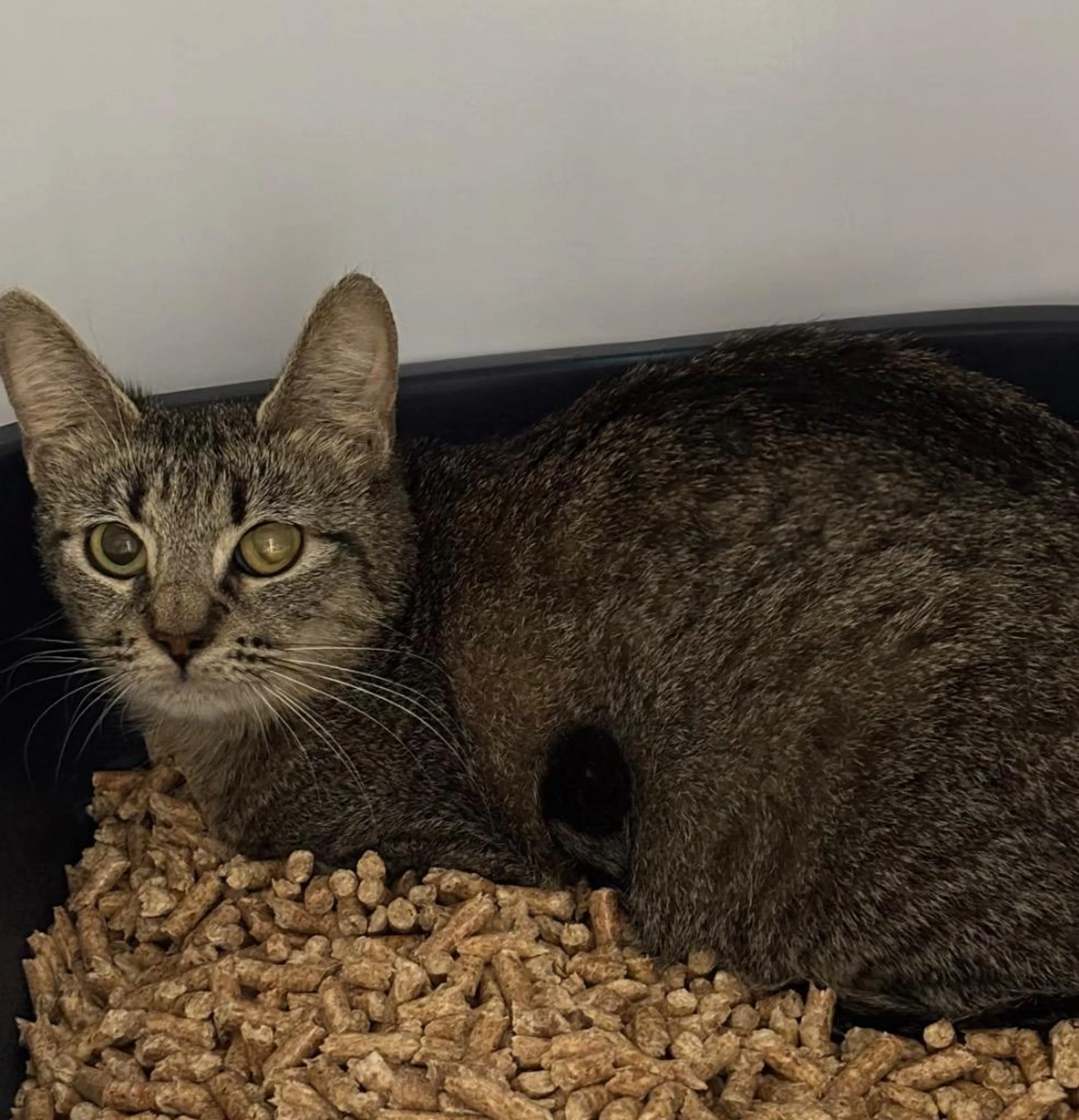 Found pet