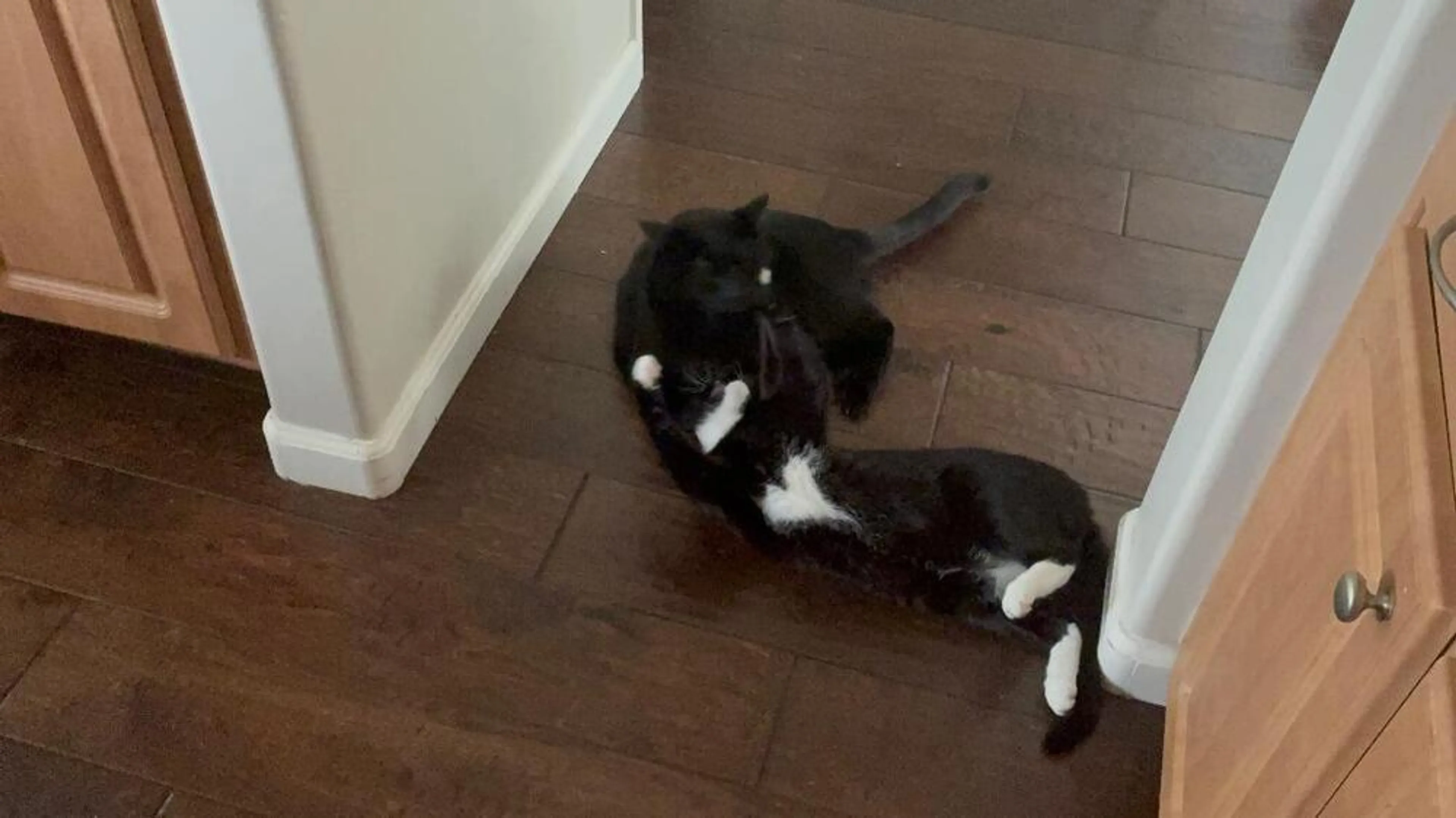 Found pet-3