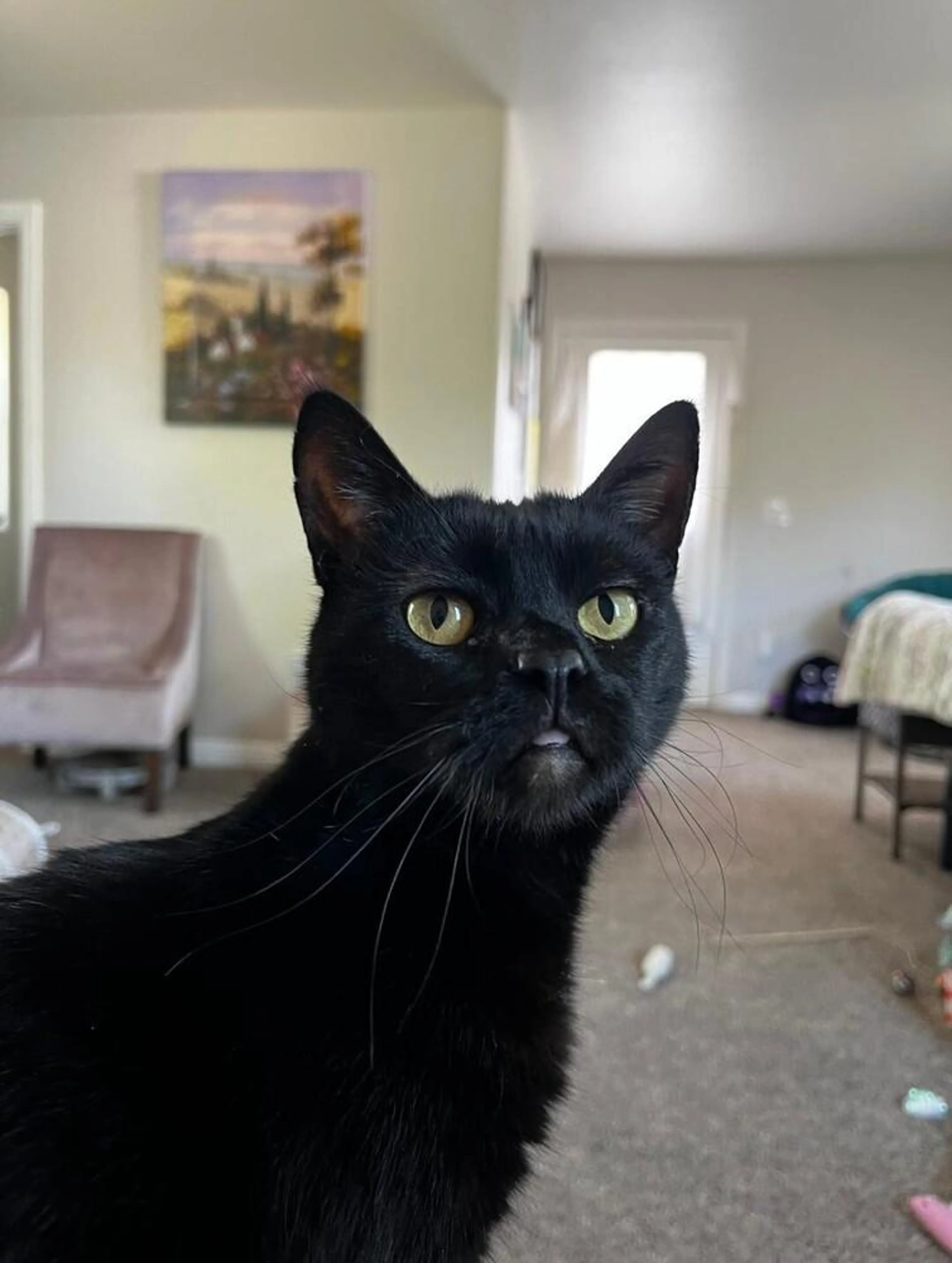 Found pet-2