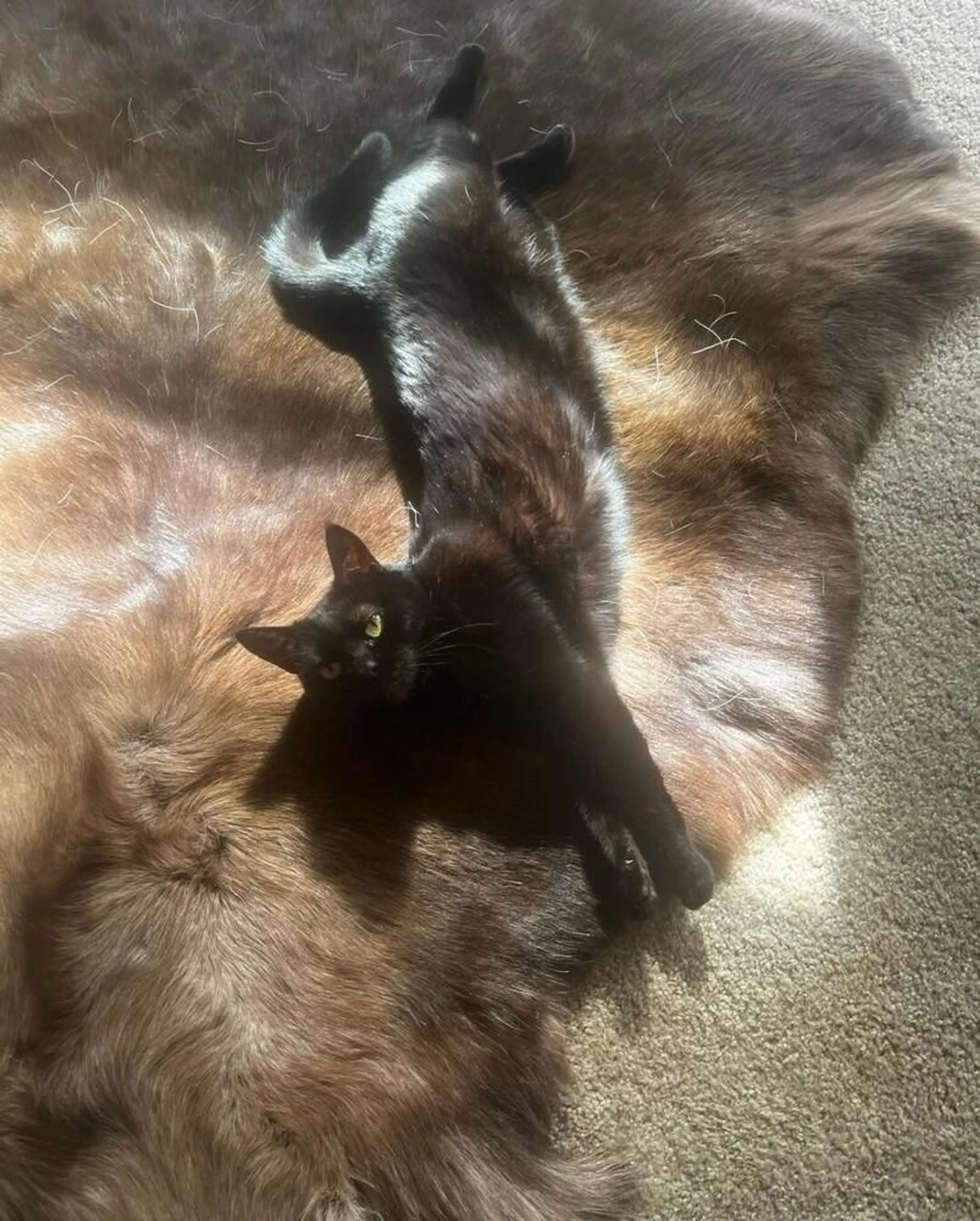 Found pet-1