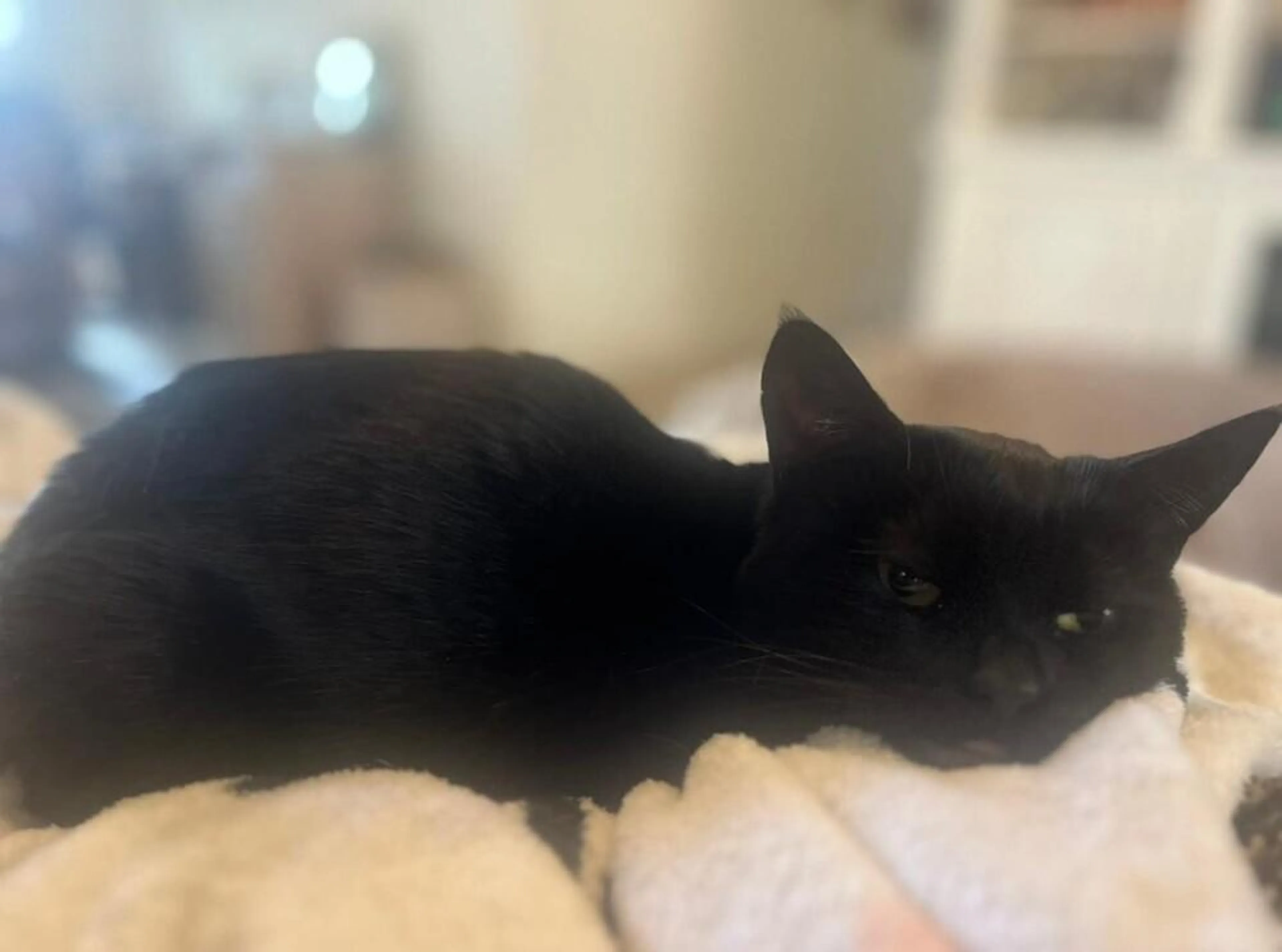 Found pet-0