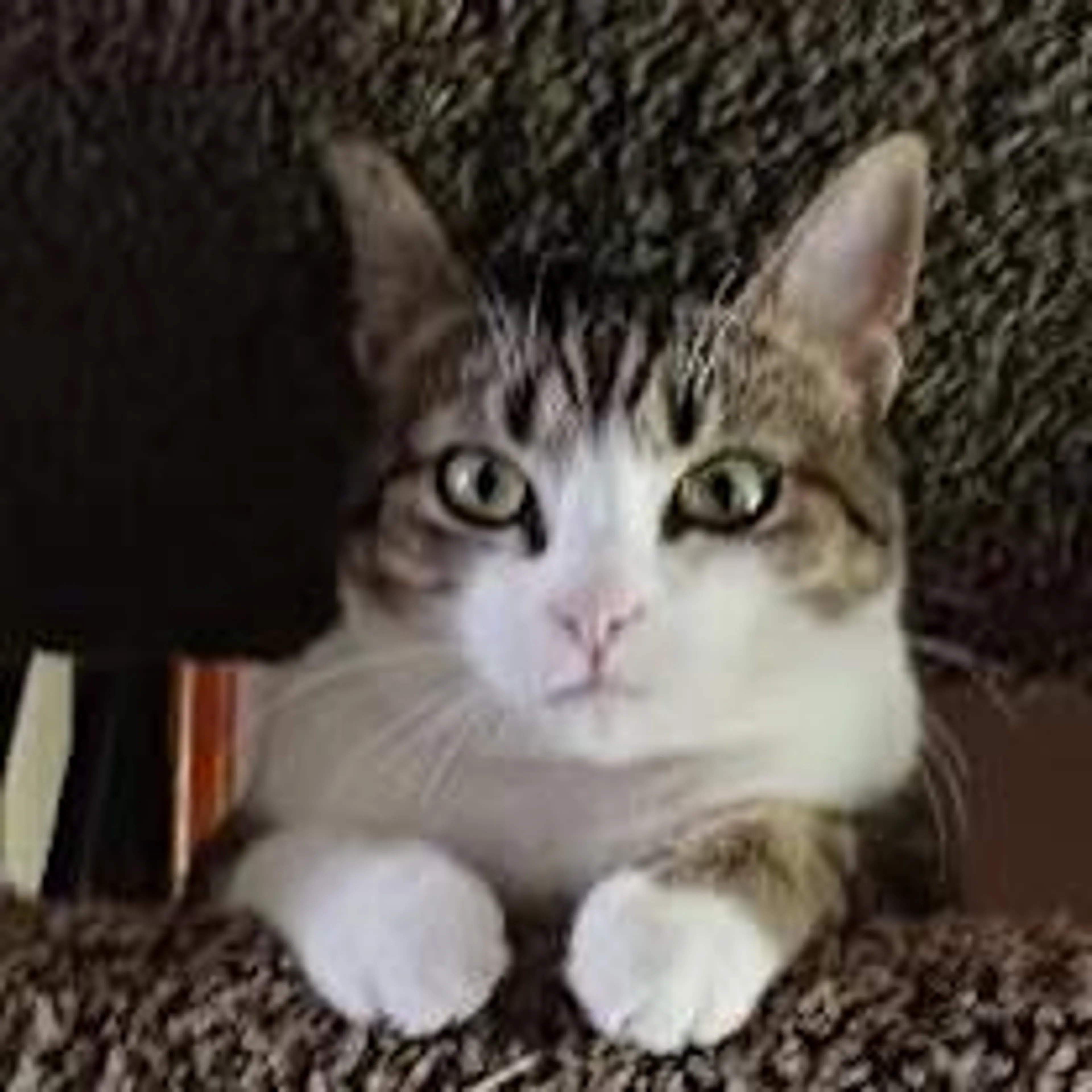 Found pet-3