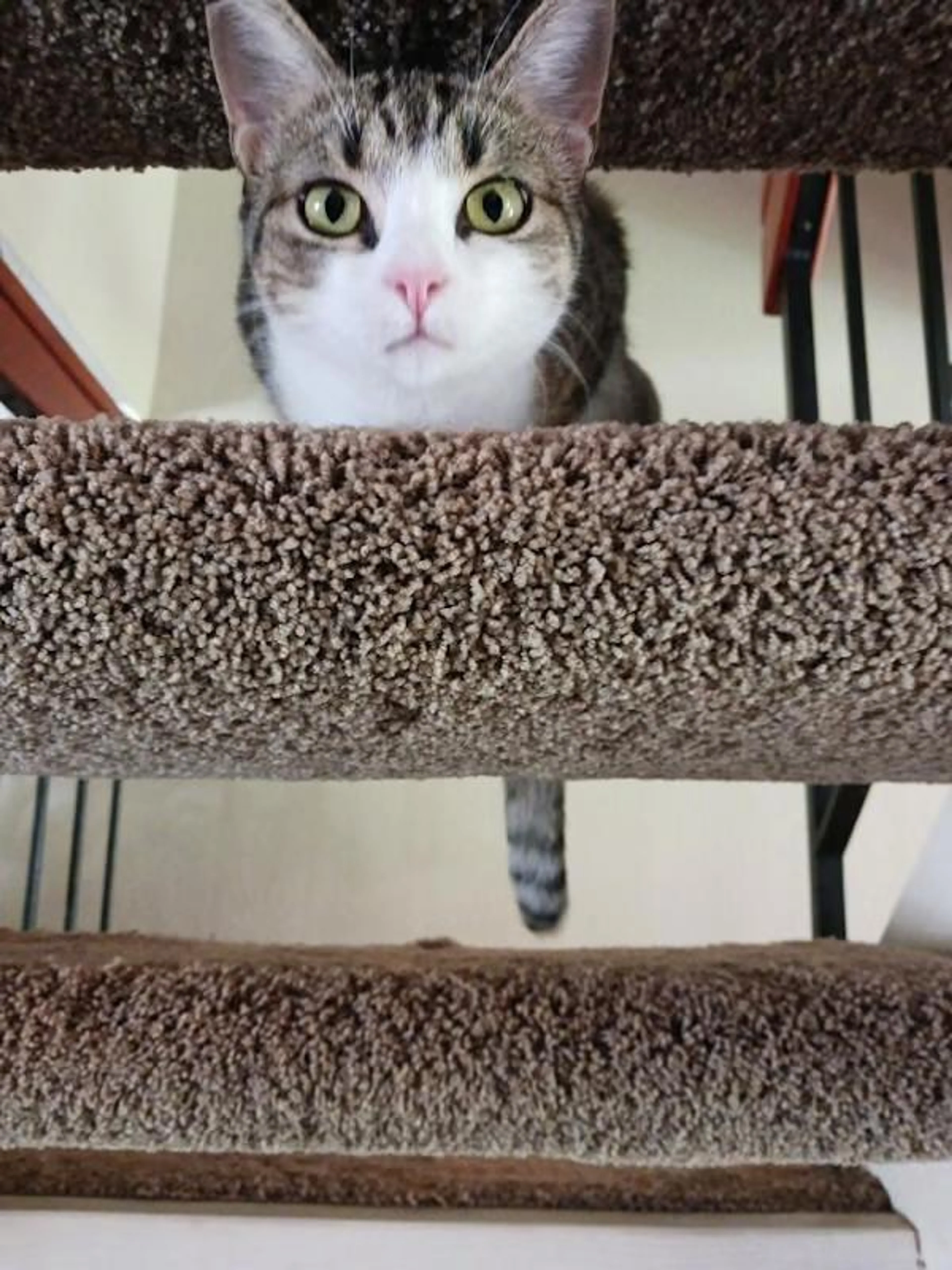 Found pet-2