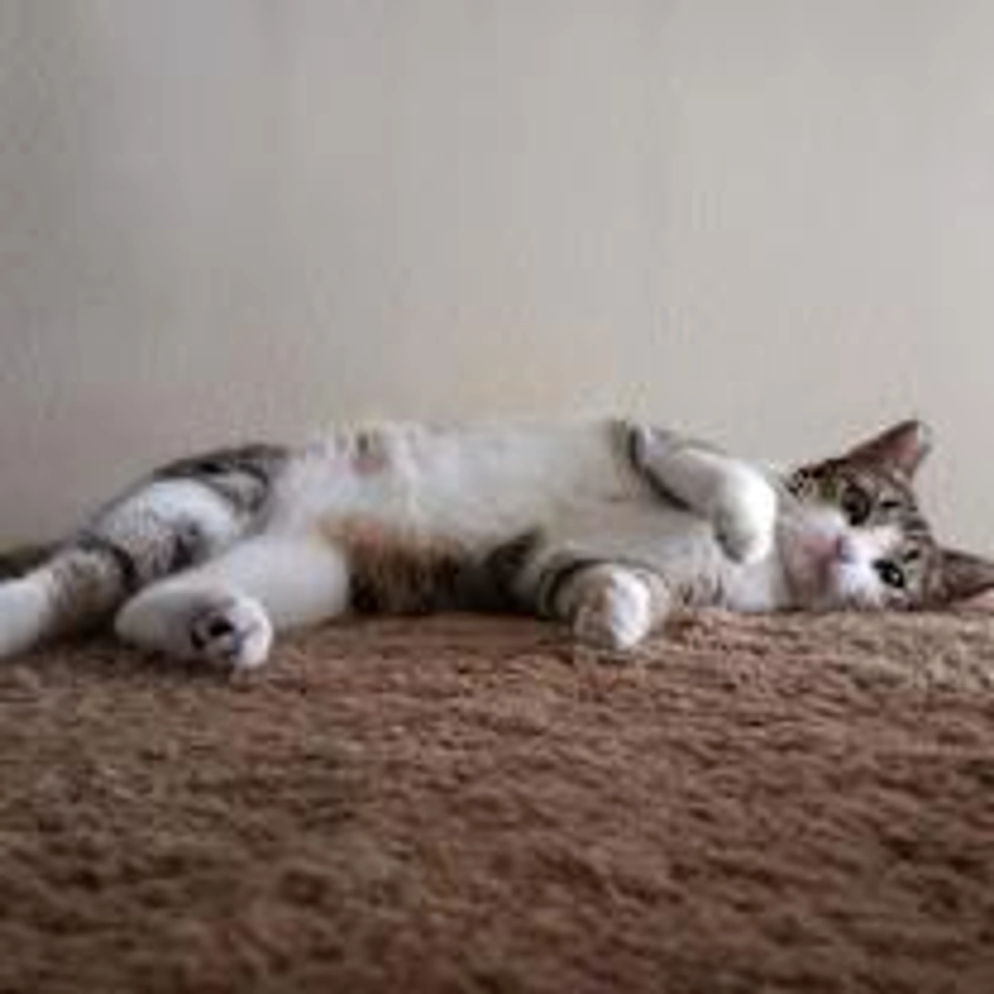 Found pet-1