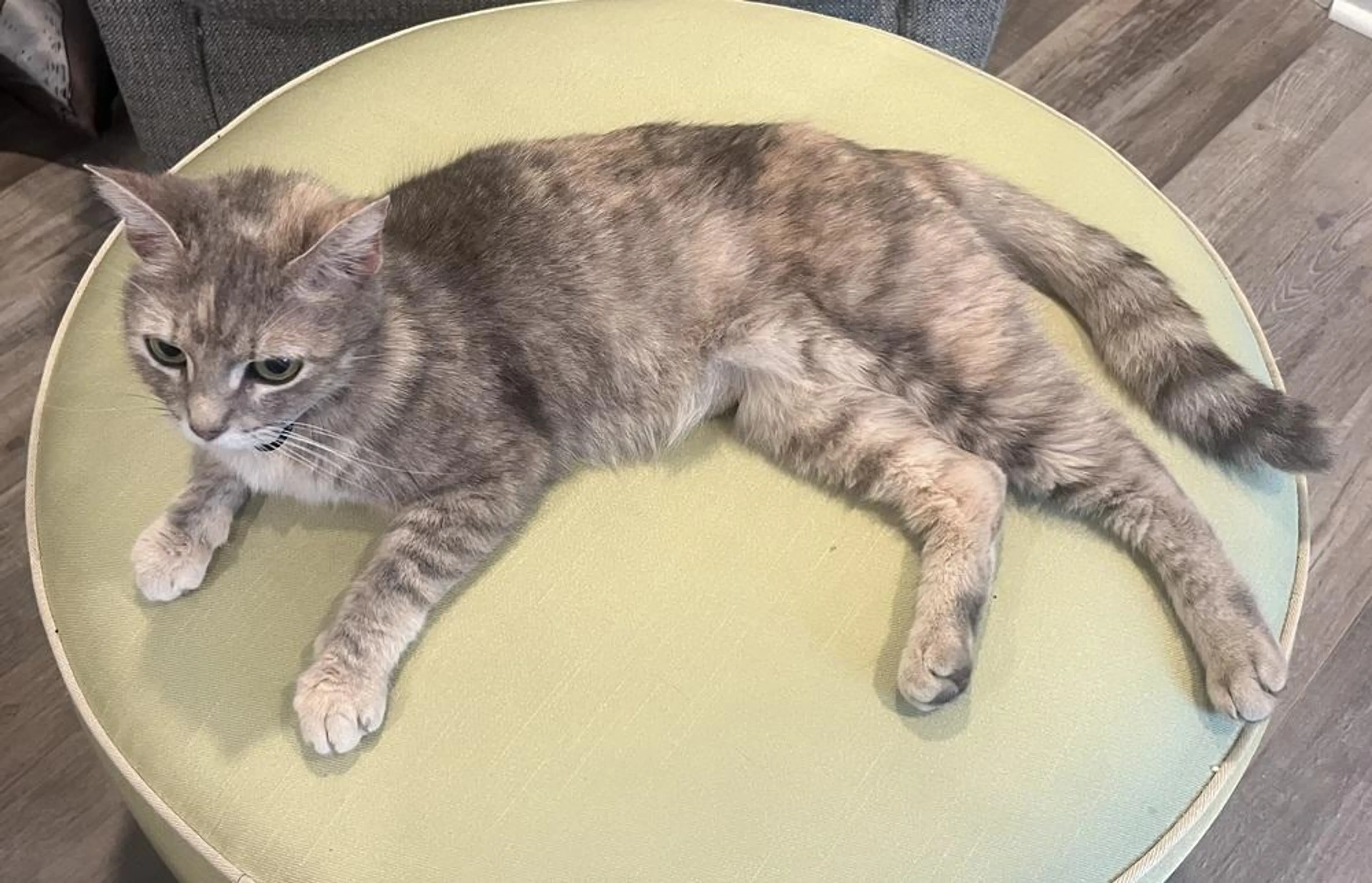 Found pet-2