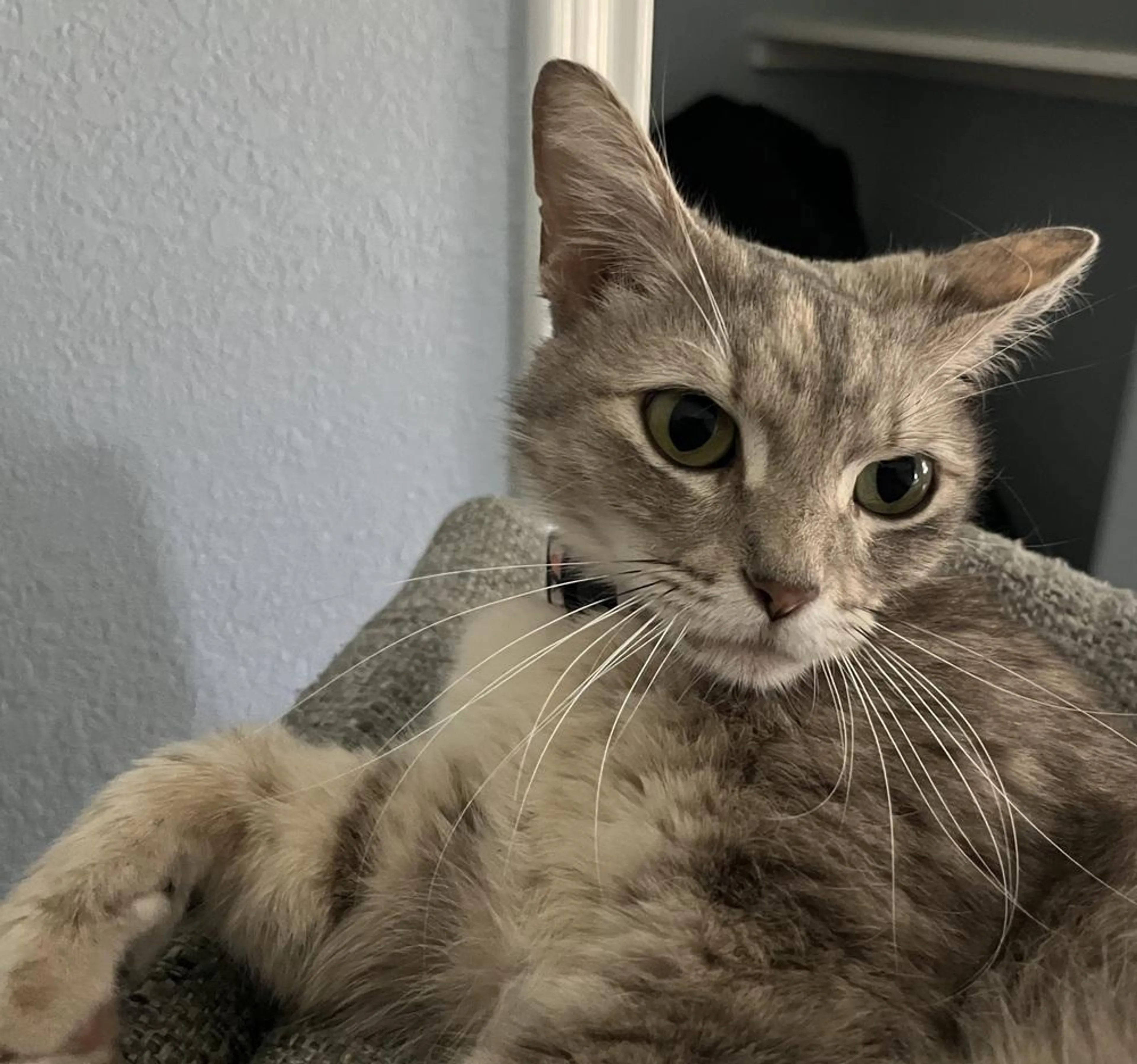 Found pet-3