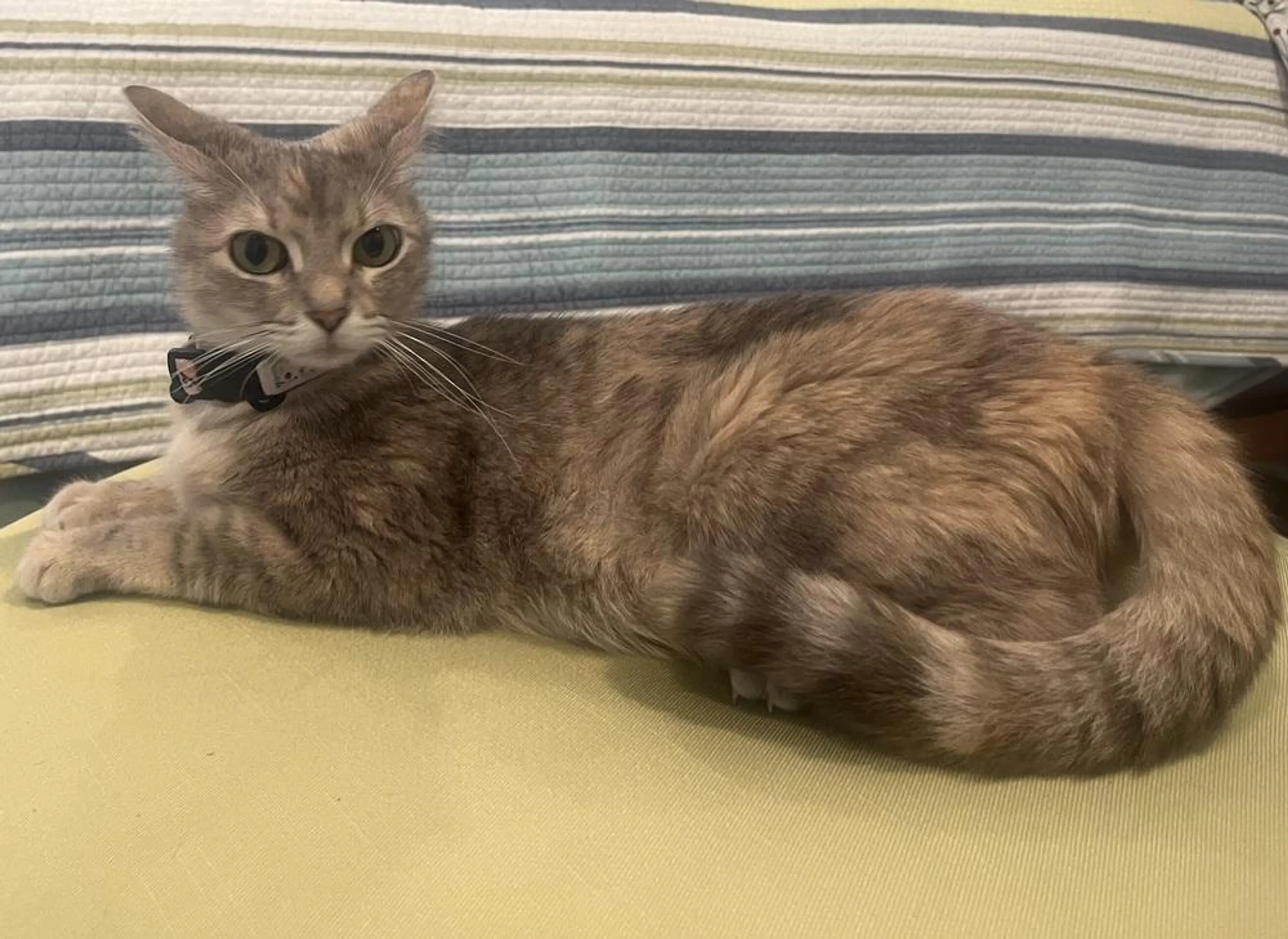 Found pet-1
