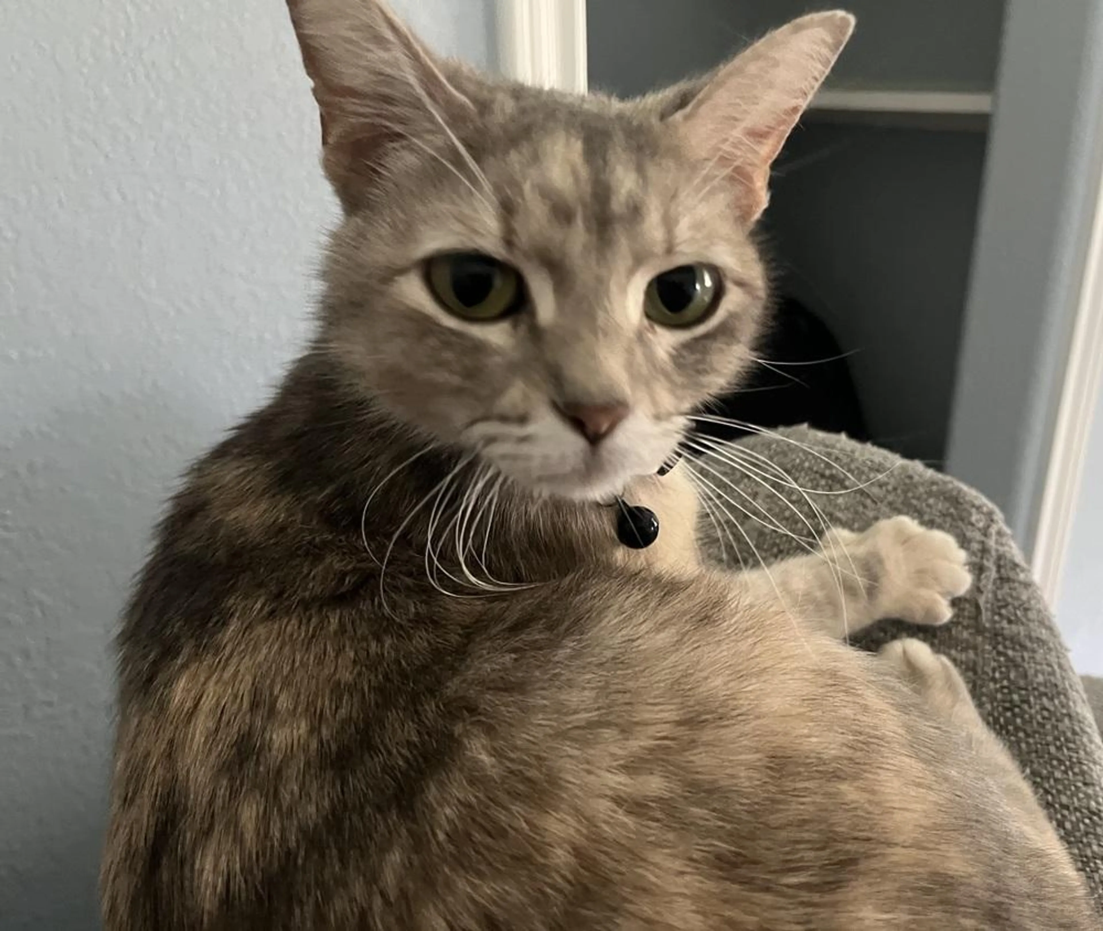 Found pet-0