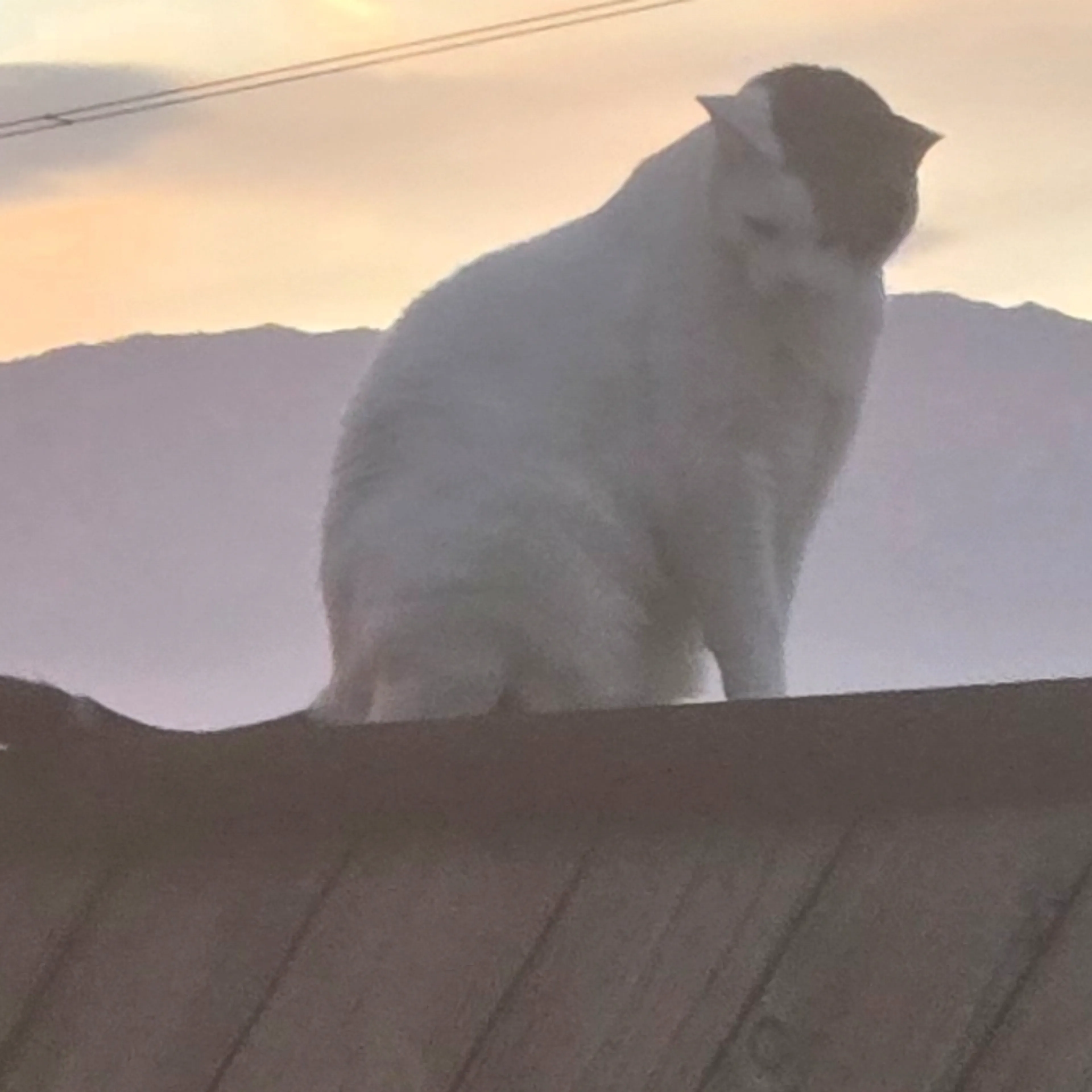 Lost pet-1