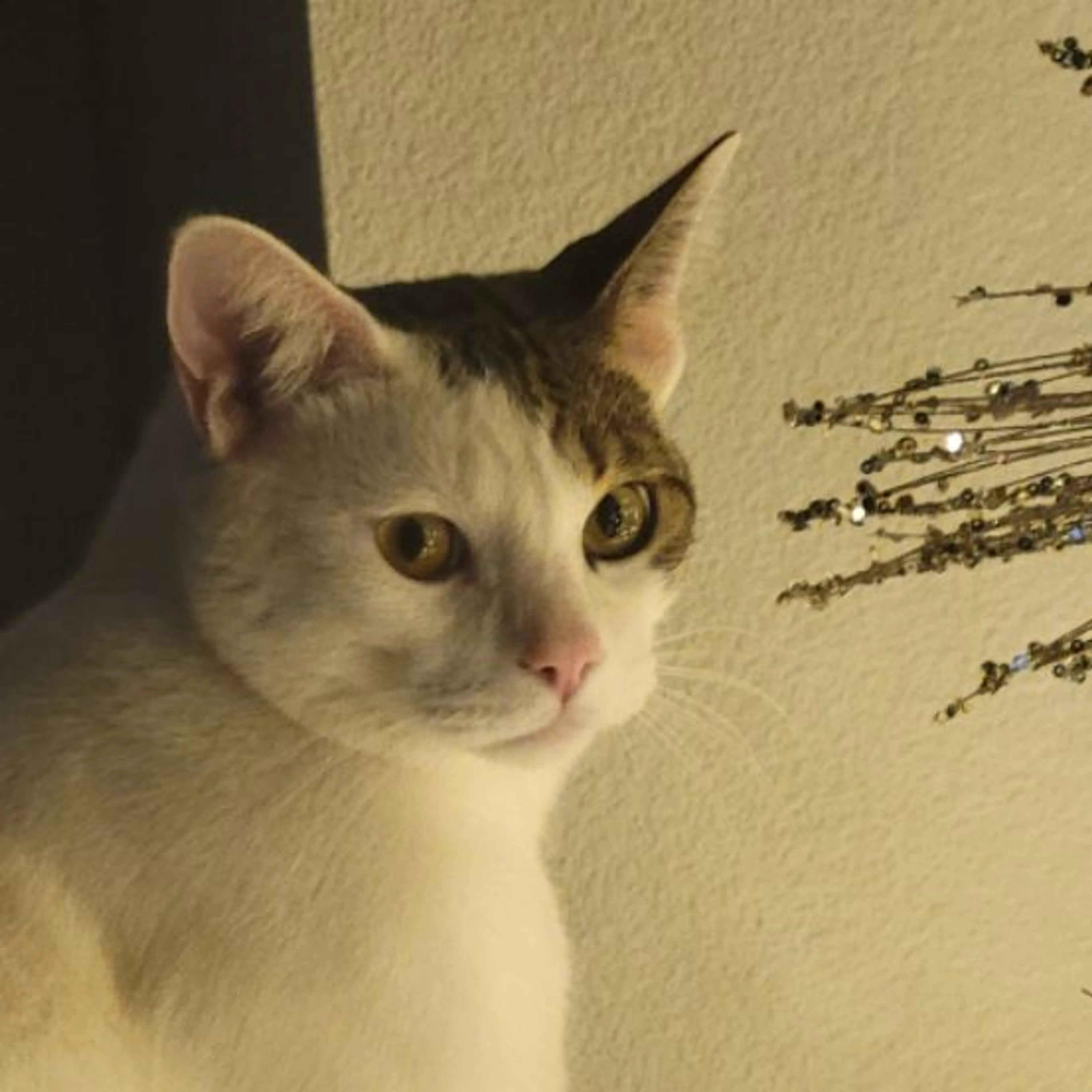 Lost pet-0