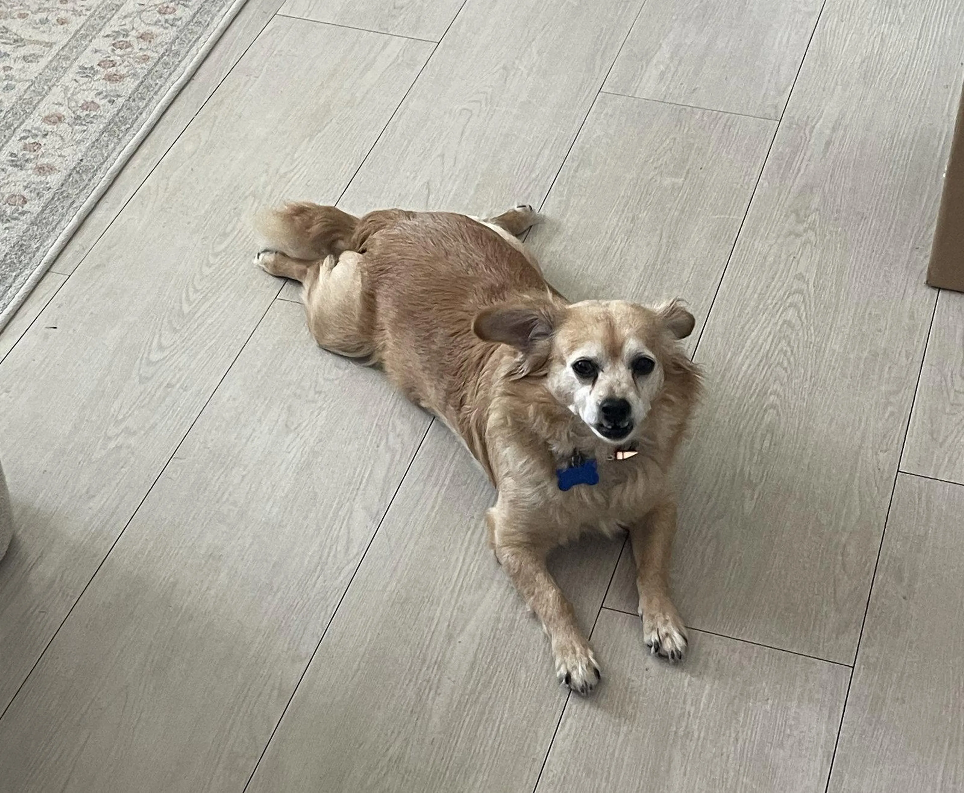 Found pet-0