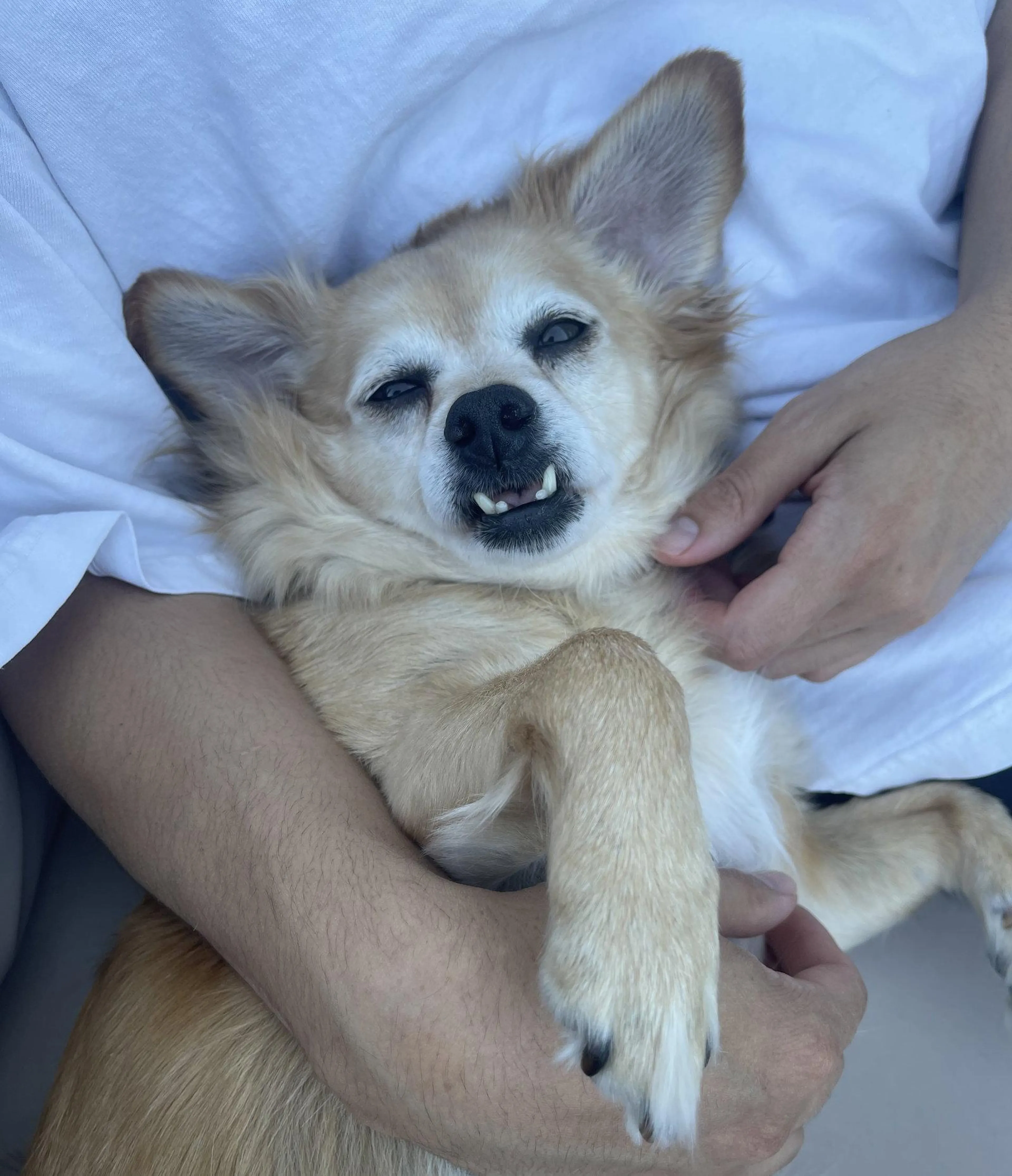 Found pet-2