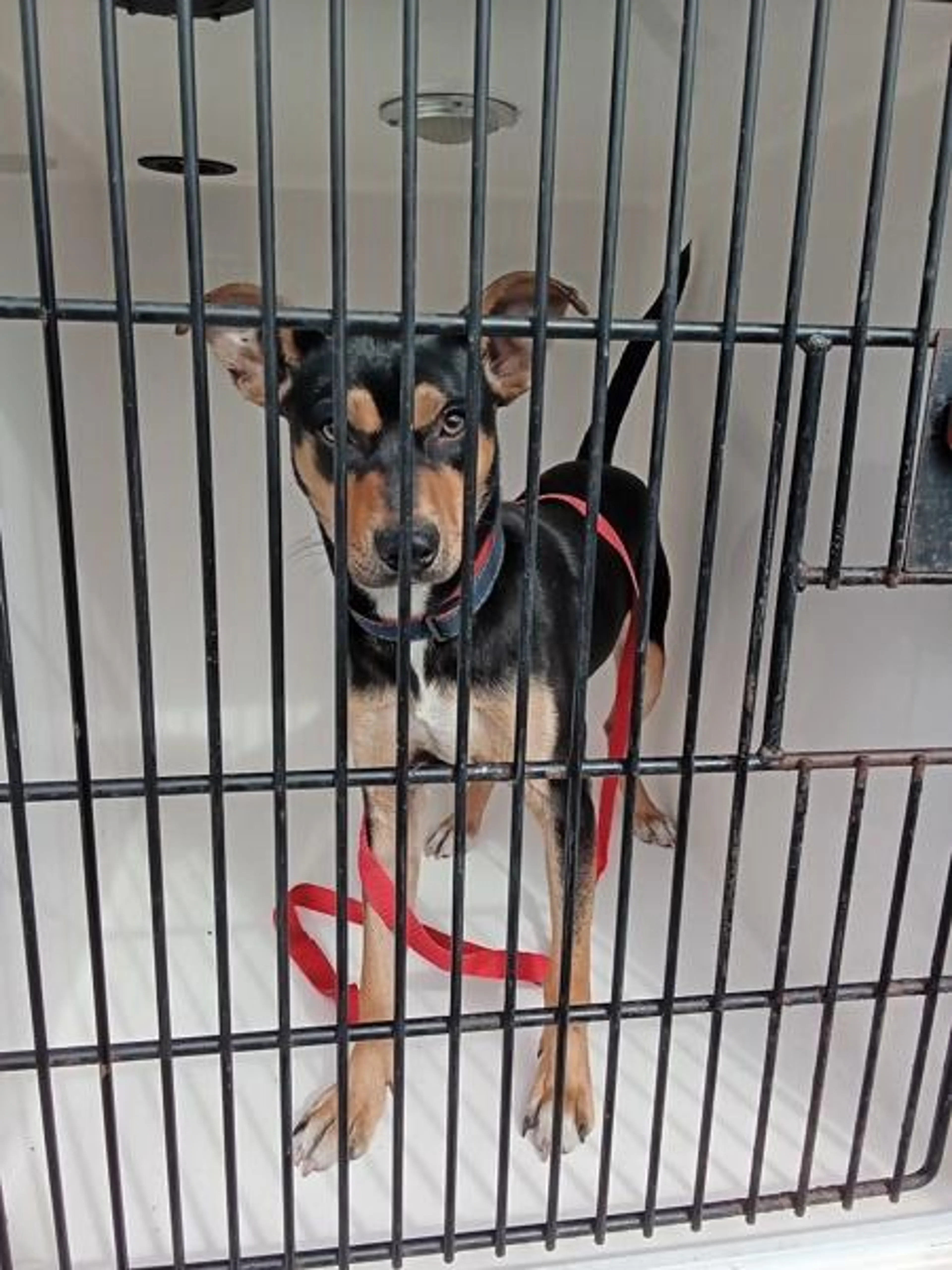 Found pet