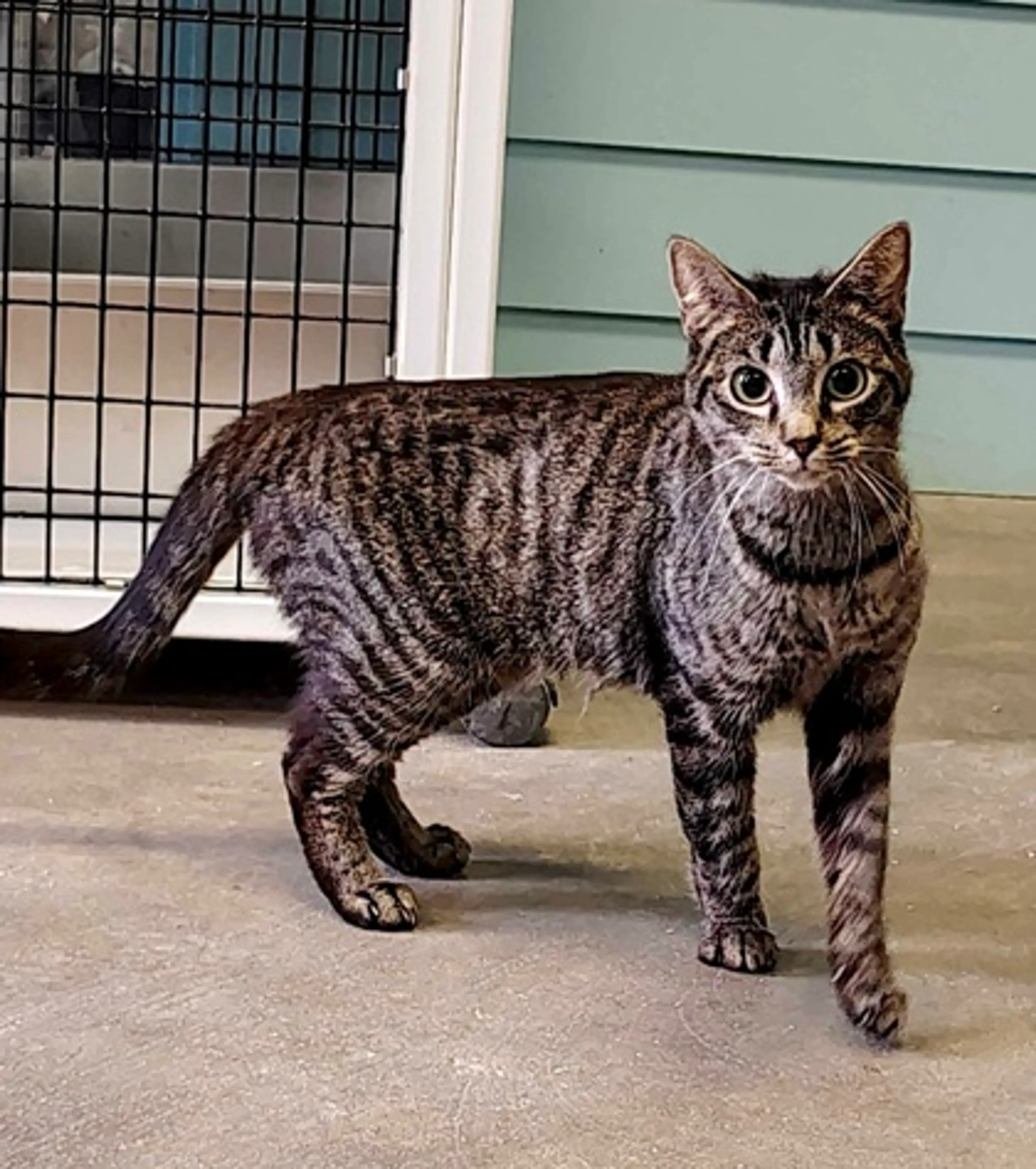 Found pet-2