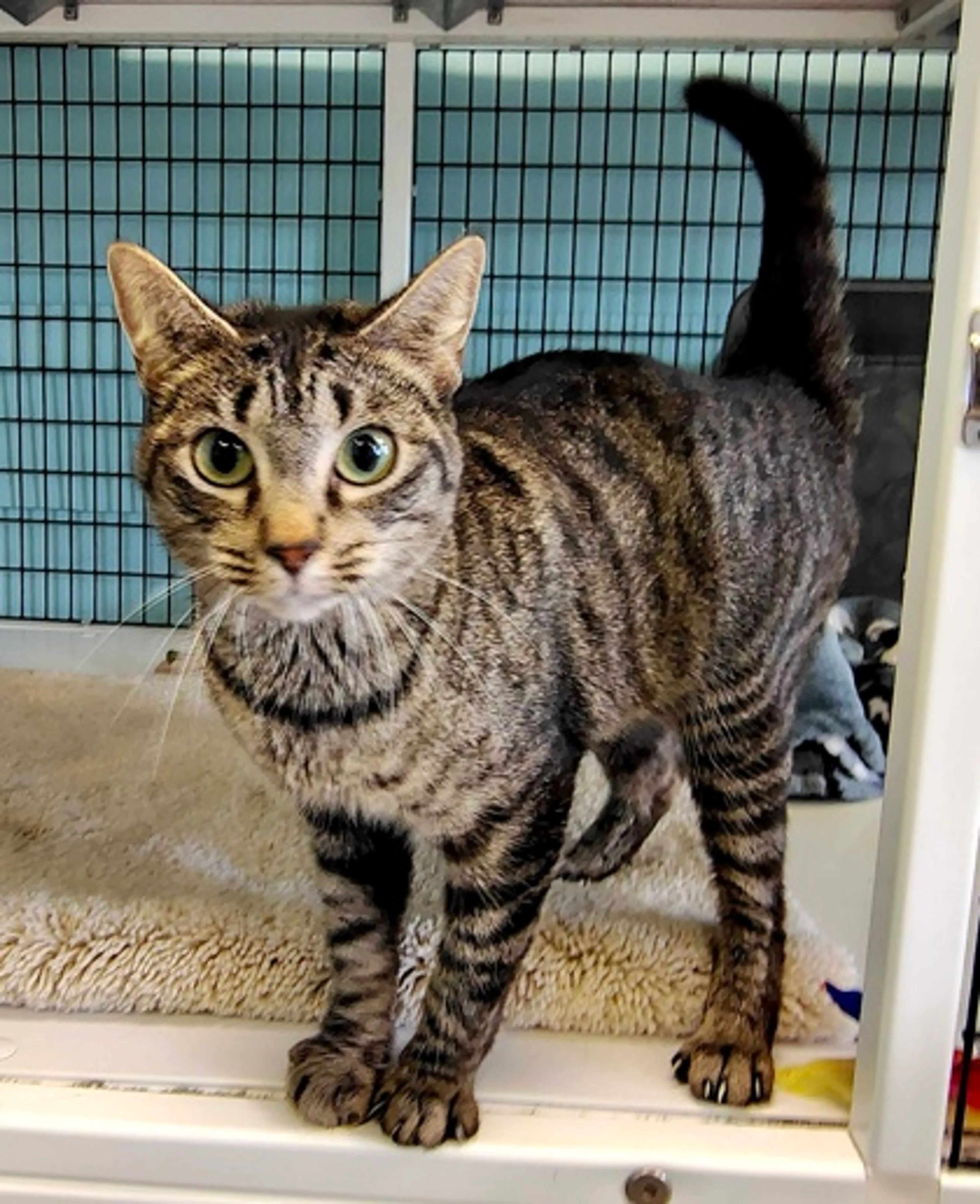 Found pet-1