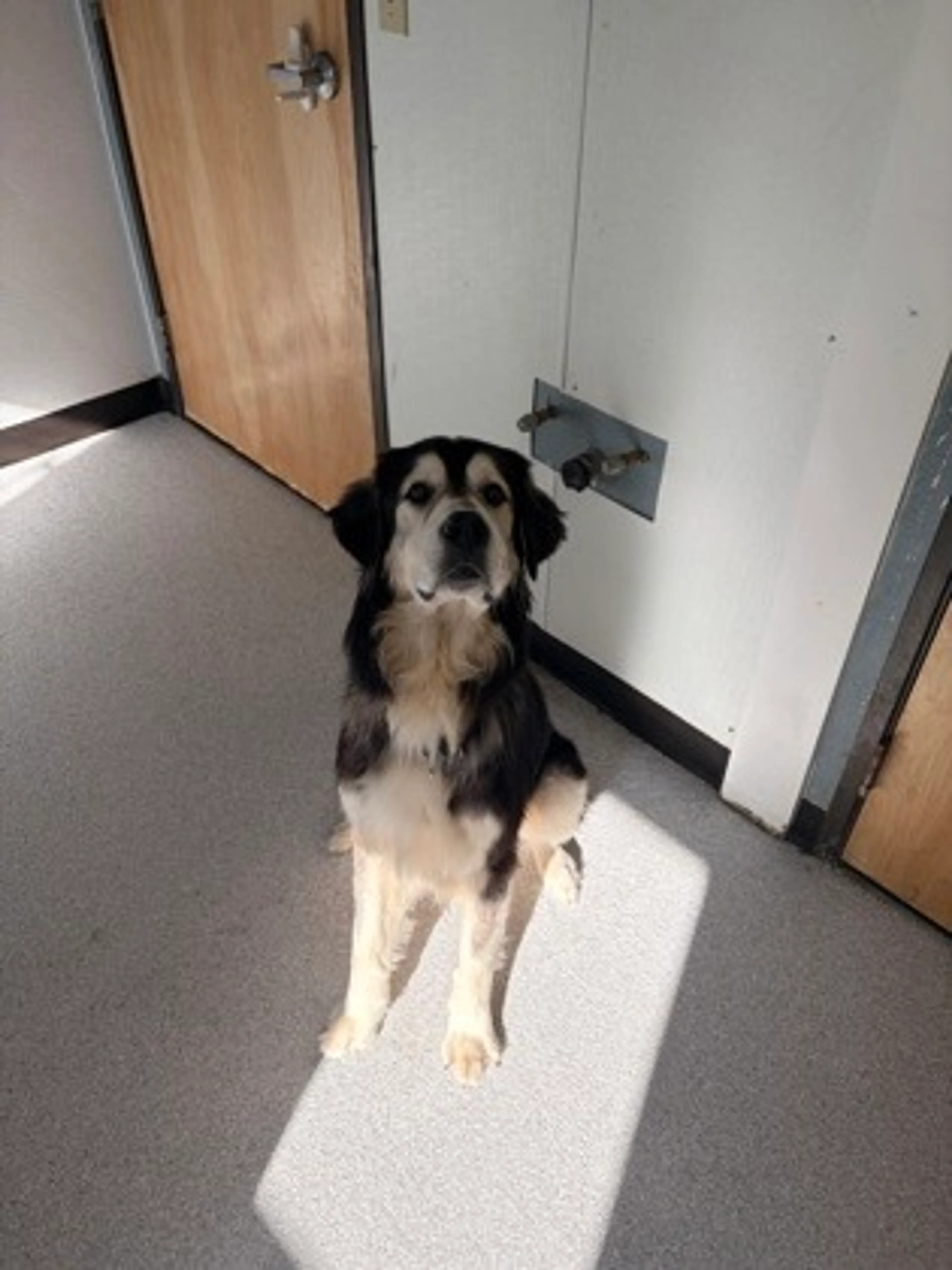 Found pet-1