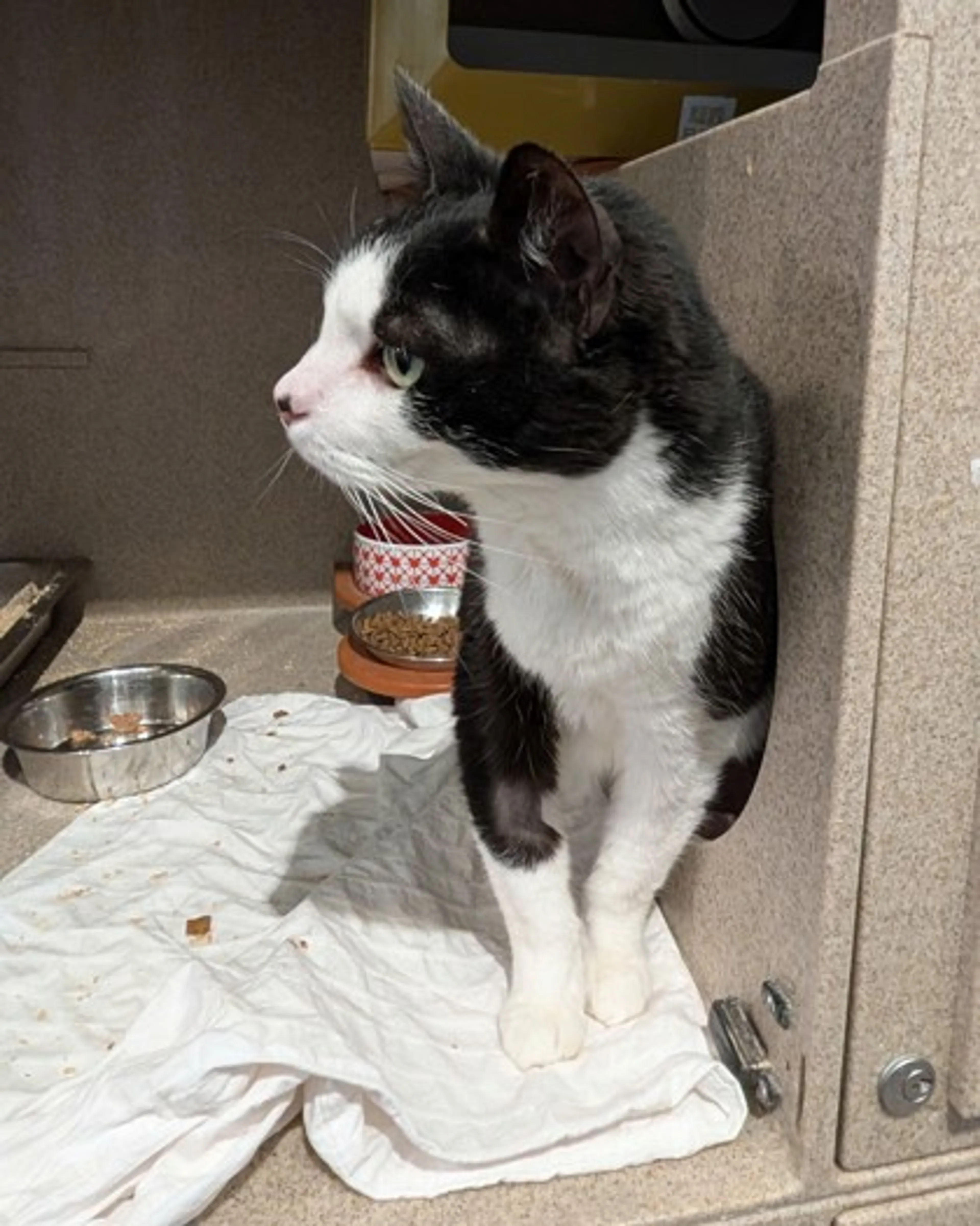Found pet-1