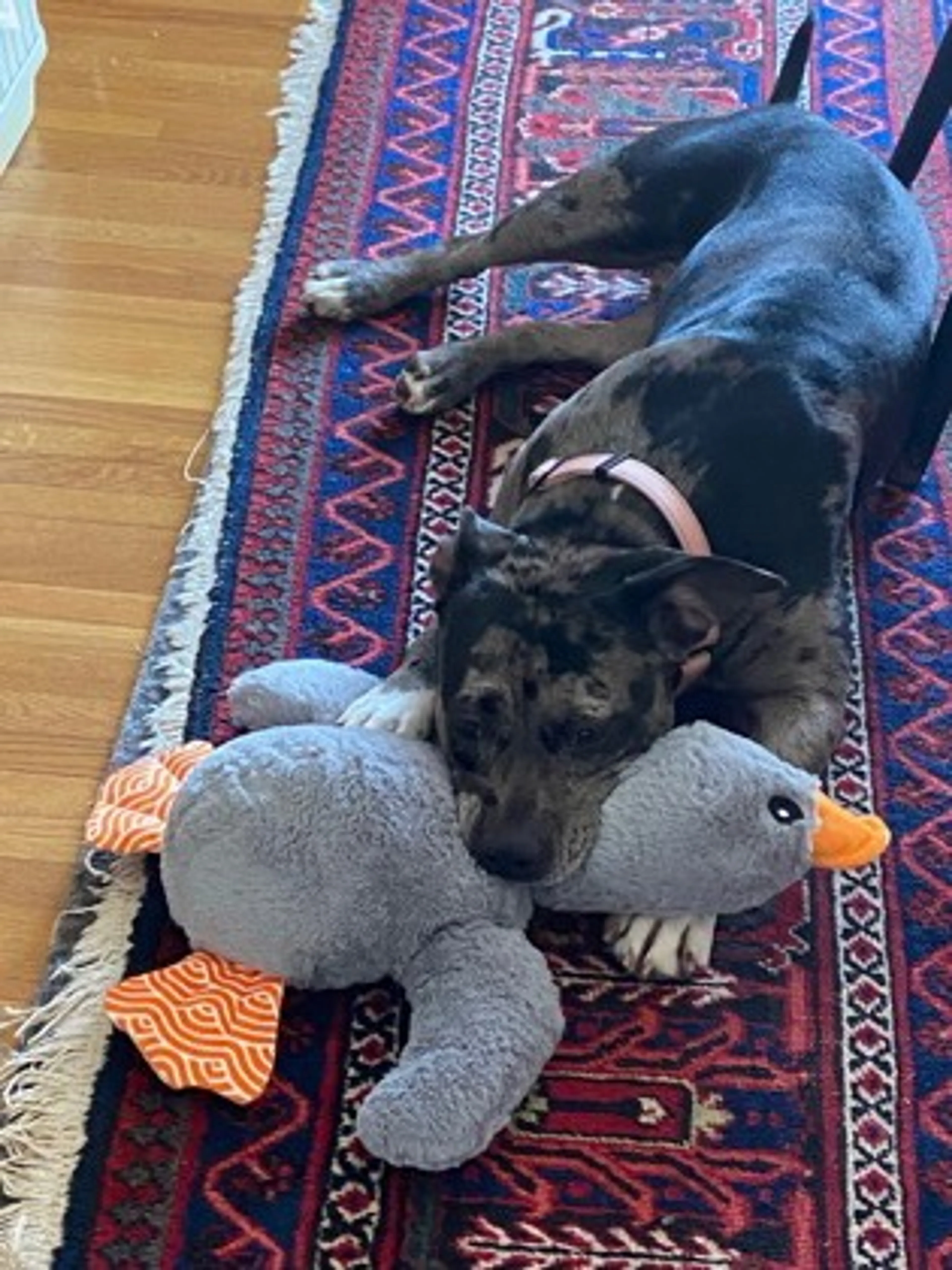 Found pet-1