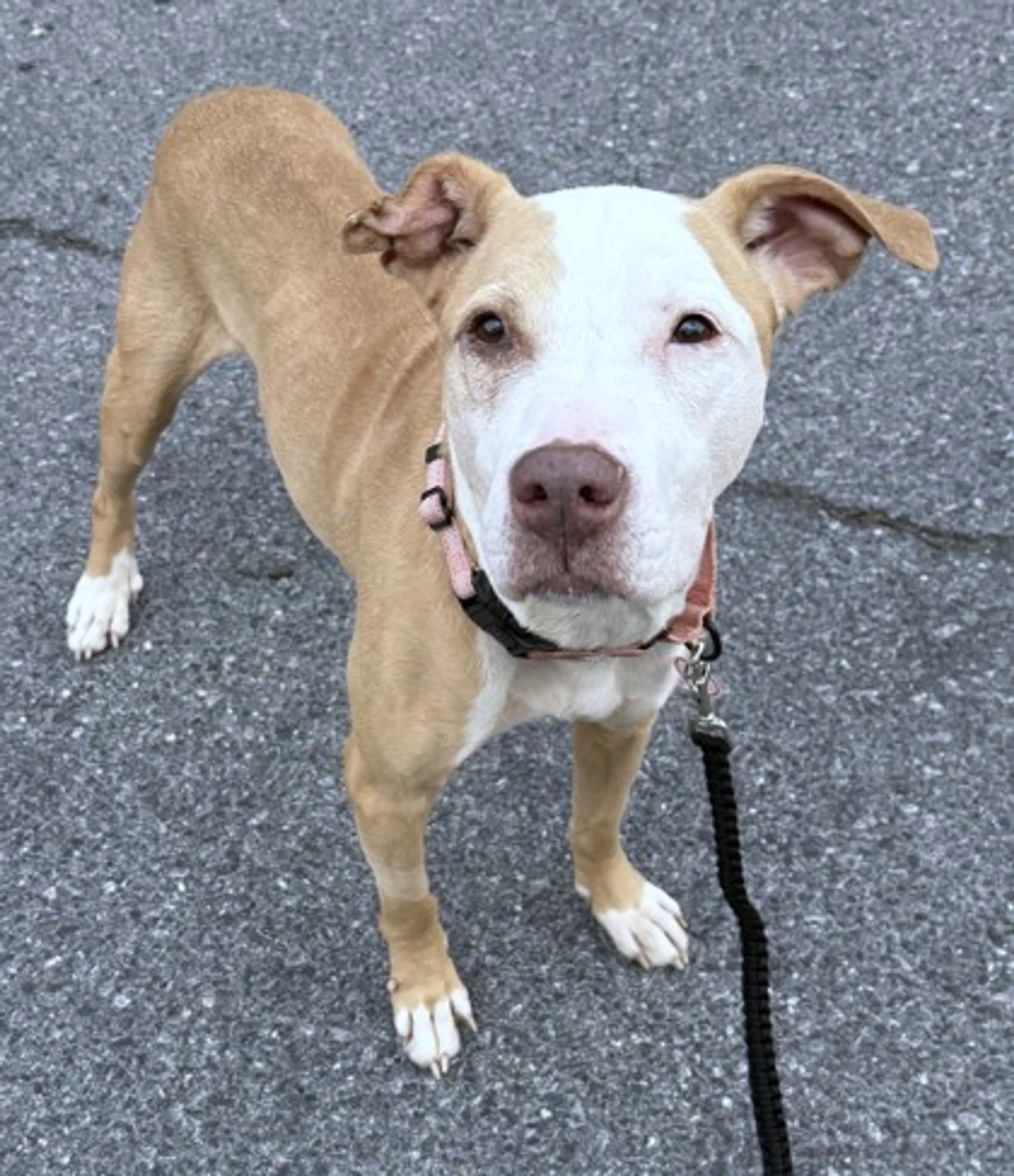 Found pet-2