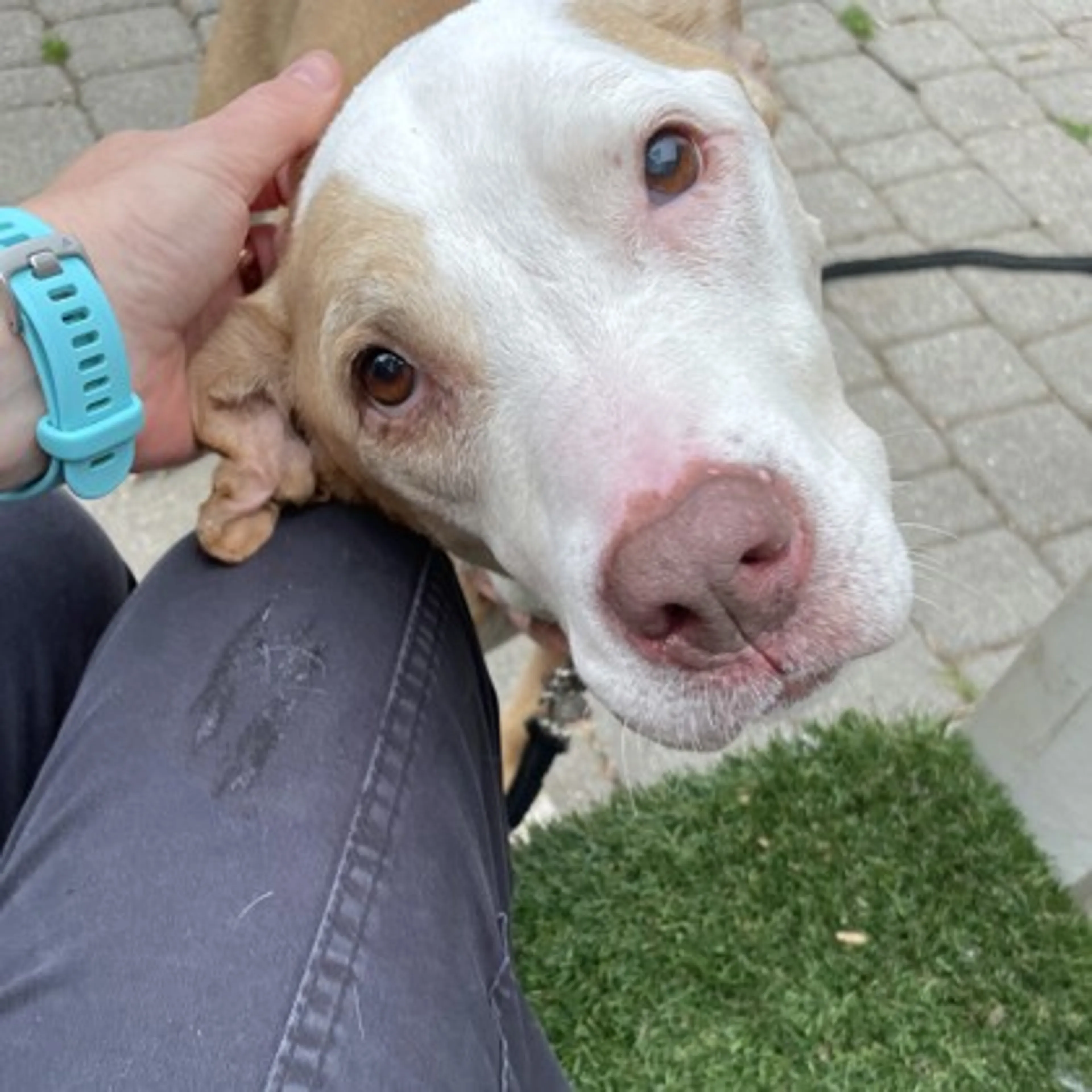 Found pet-1