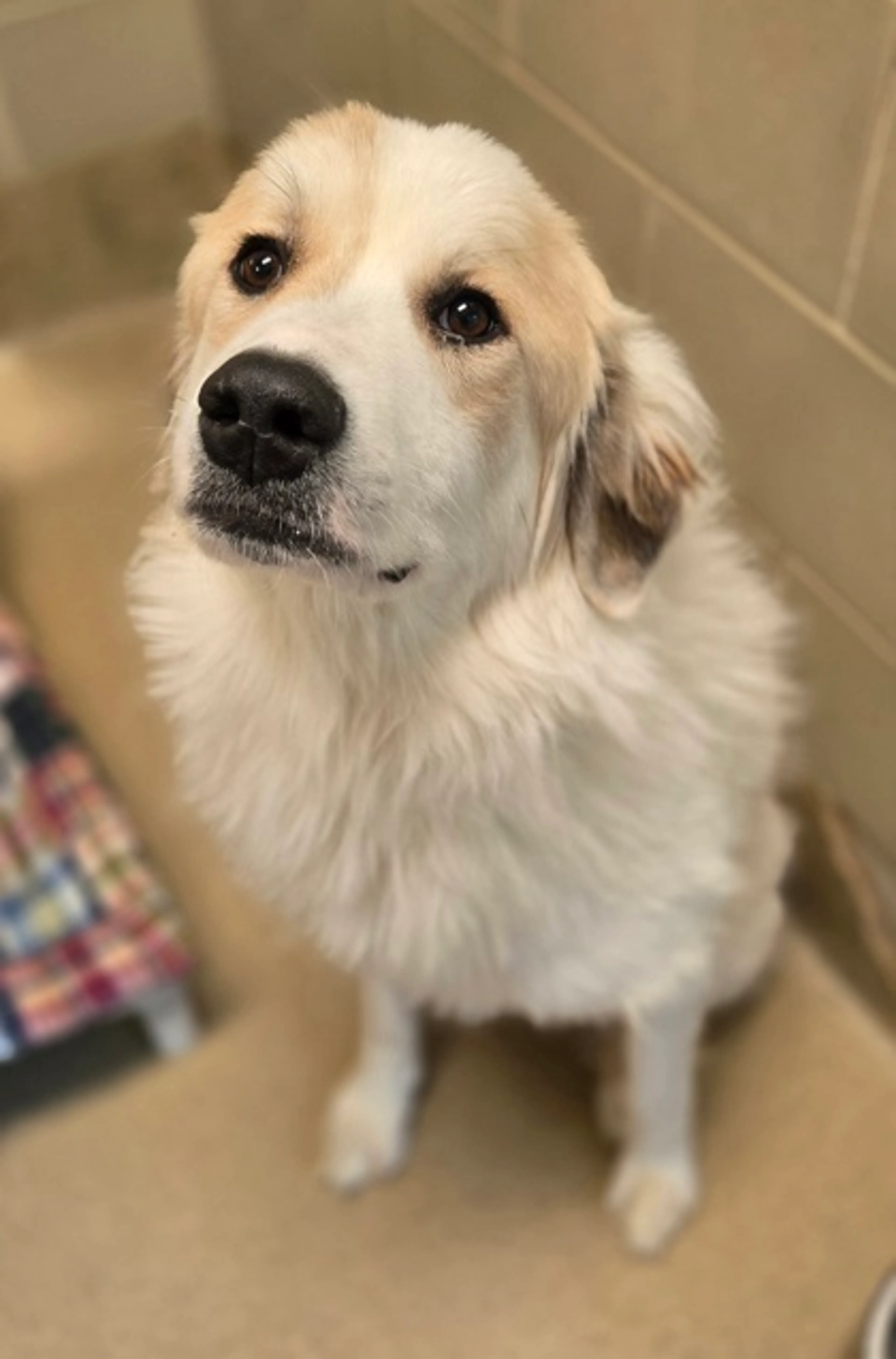 Found pet-1