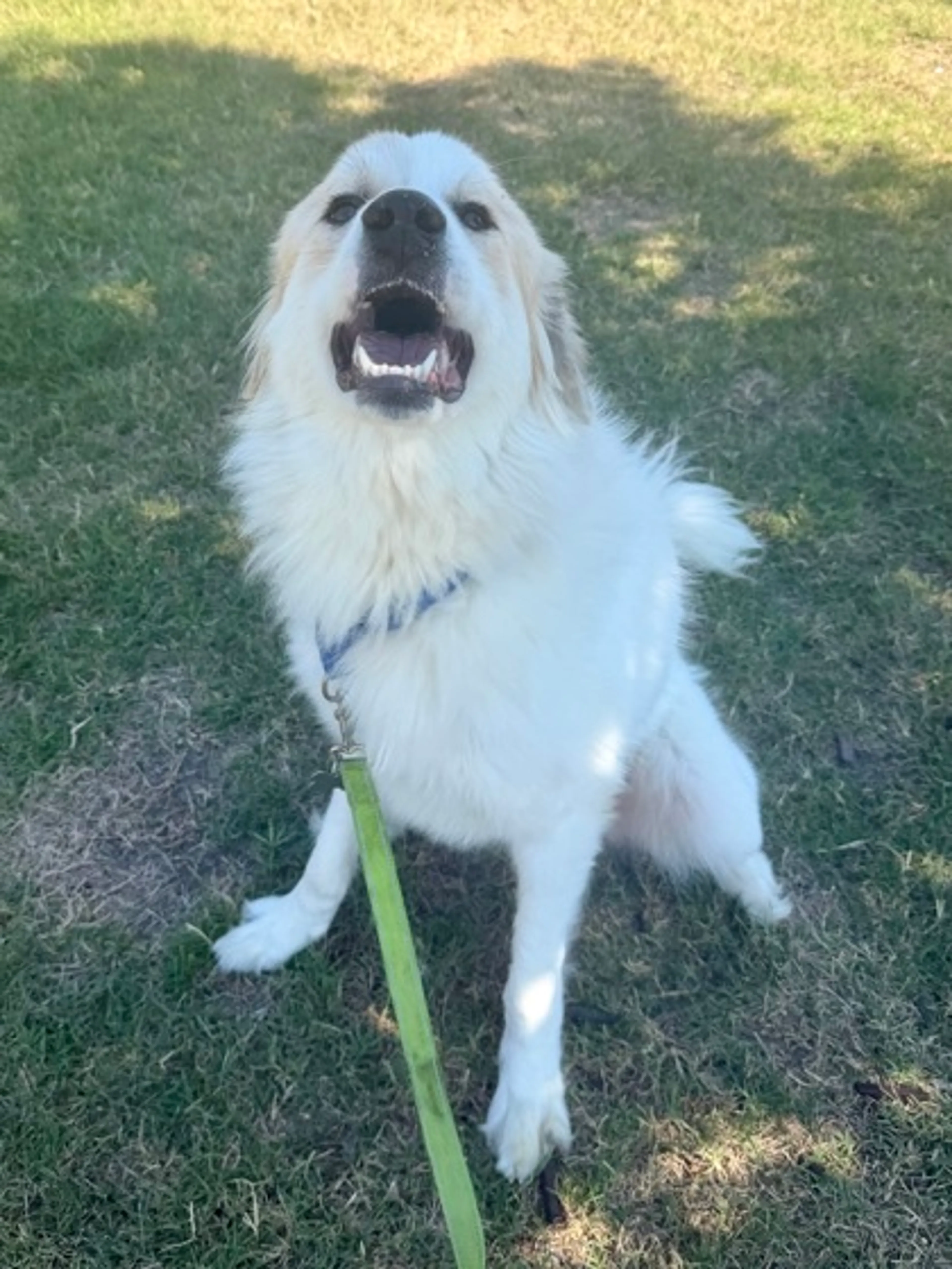 Found pet-2