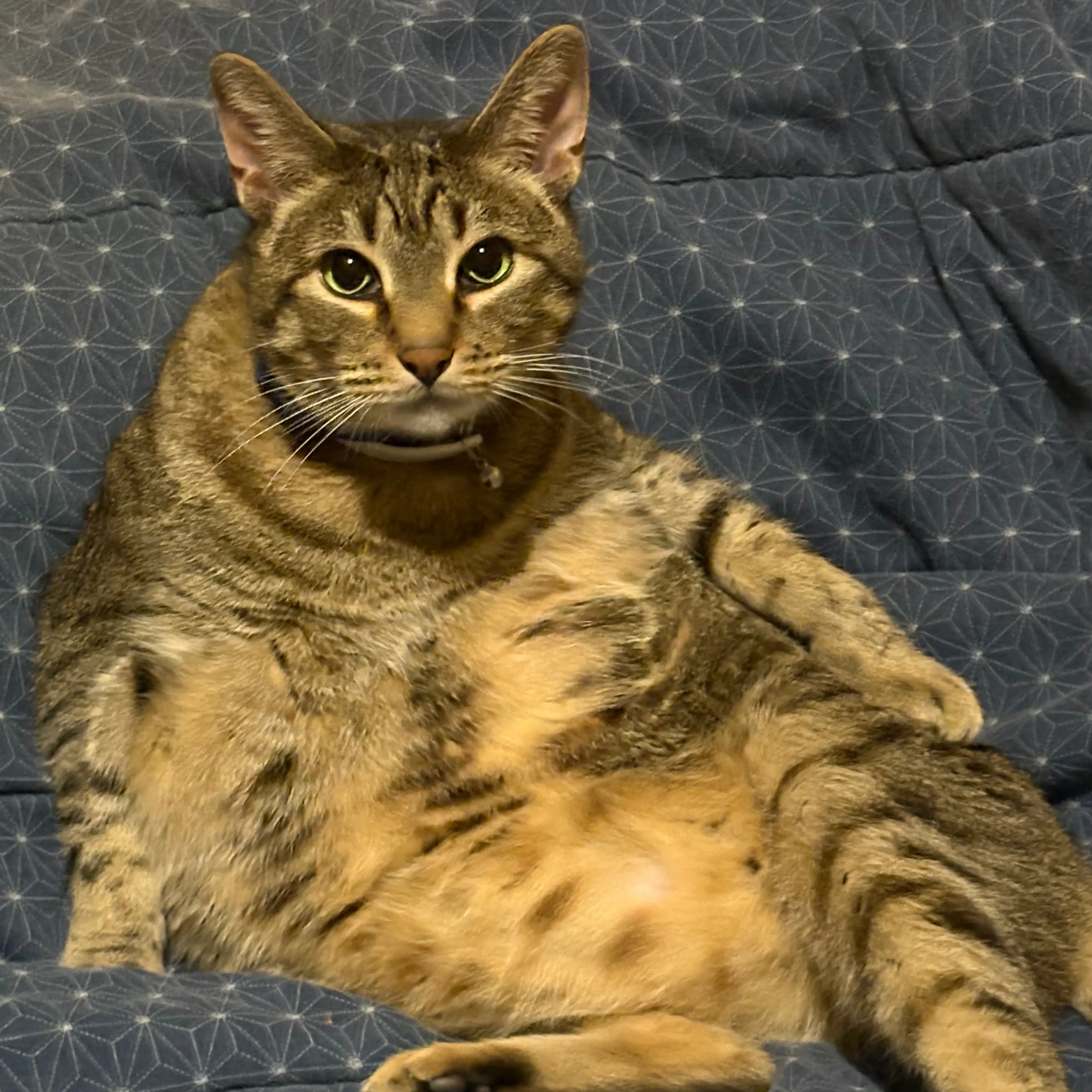 Lost pet-0