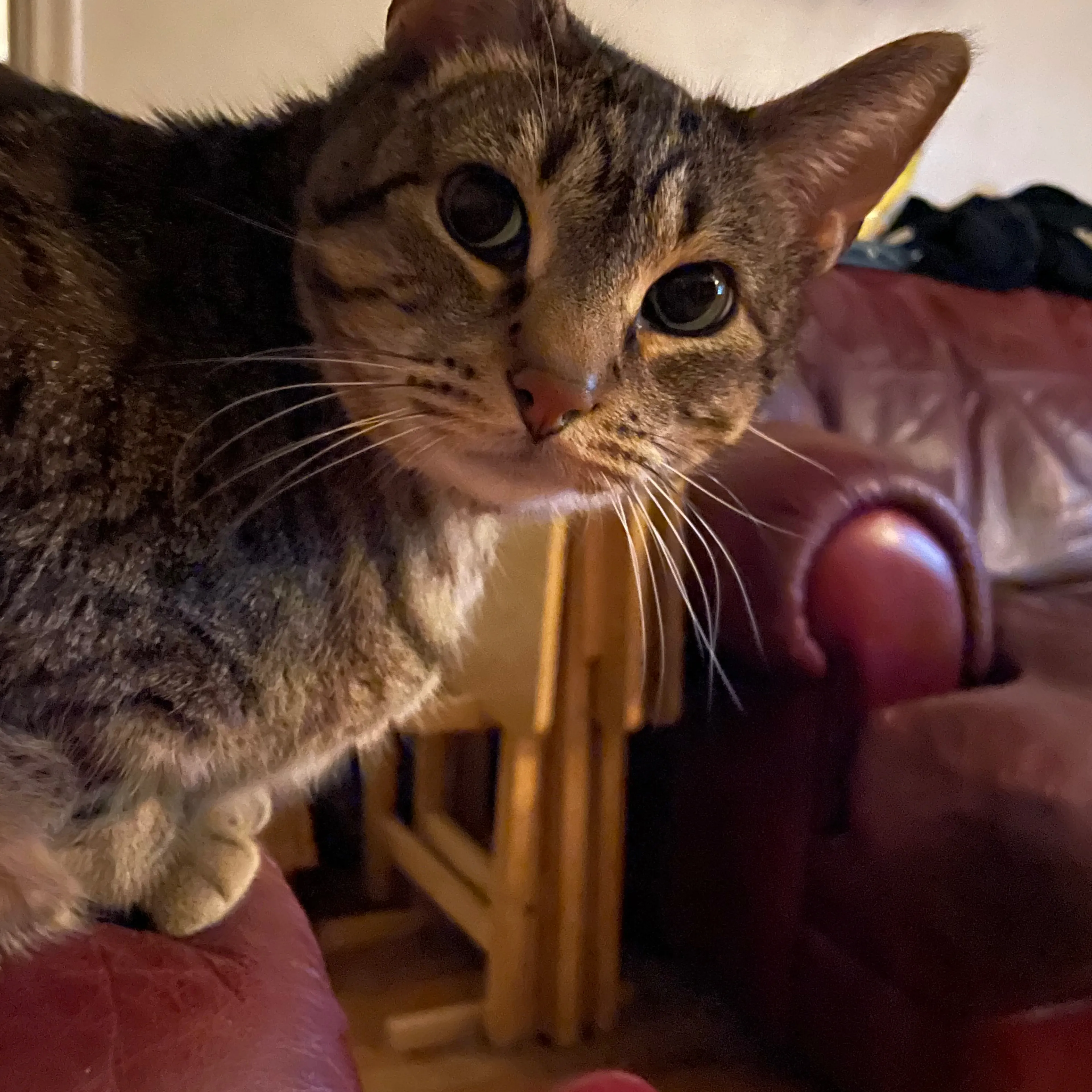 Lost pet-1
